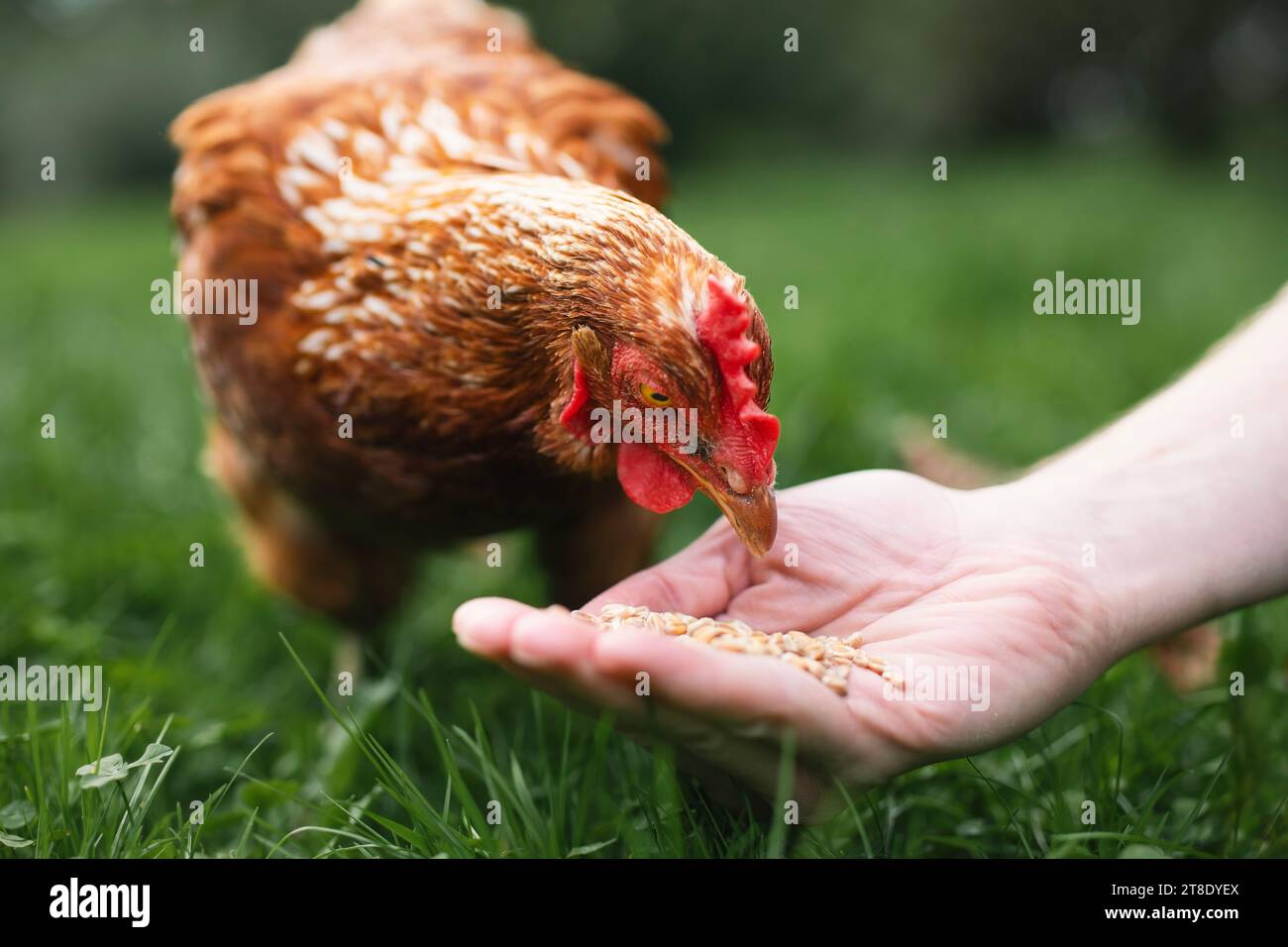 Der Landwirt ernährt Hühner von Hand. Hühner, die Körner aus der Hand des Menschen in grünem Gras picken. Themen ökologischer Bauernhof, Pflege und Vertrauen. Stockfoto
