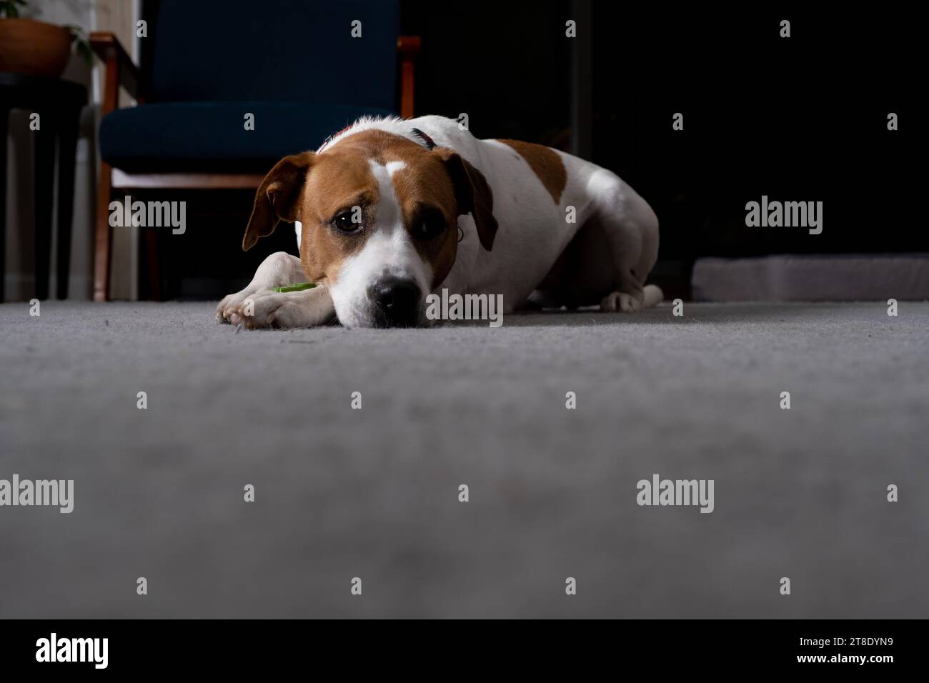 Hund liegend mit Spielzeug auf grauem Teppich im Wohnzimmer. Stockfoto