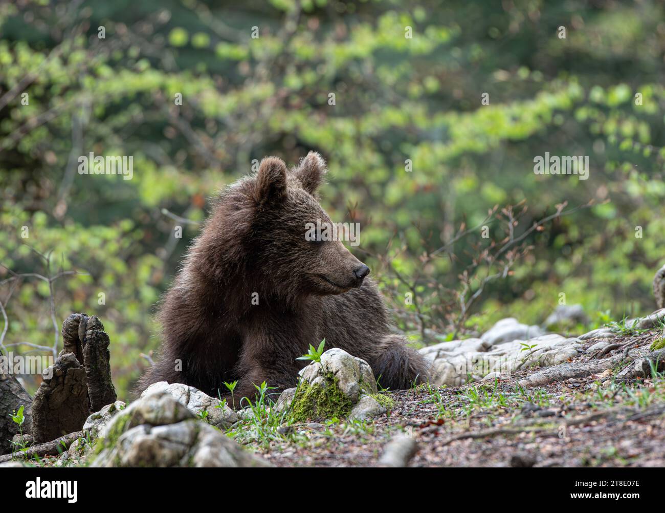 Eurasischer Braunbär (Ursus arctos arctos). Jugendlicher. Slowenien. Stockfoto