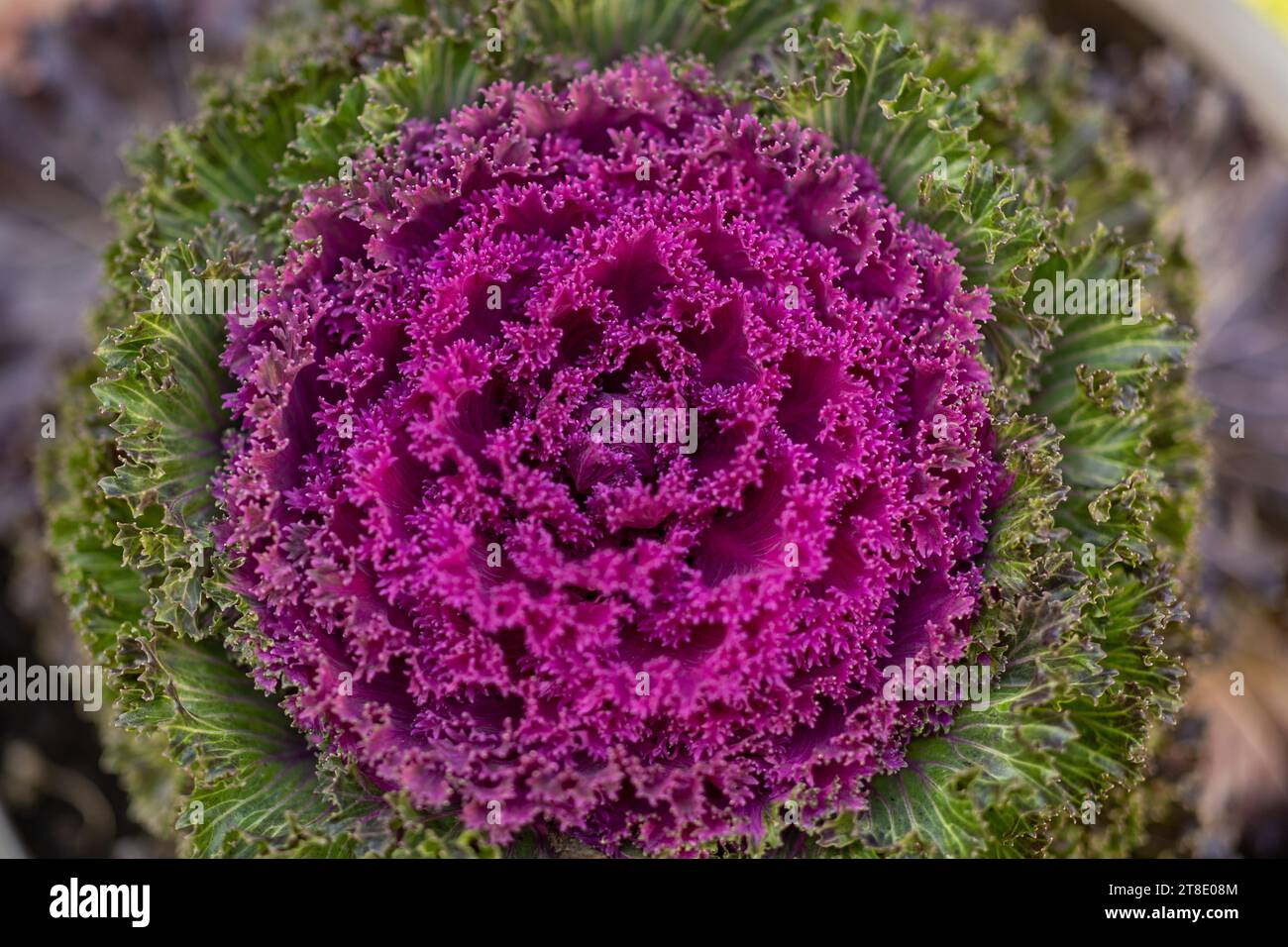 Nahaufnahme eines rosafarbenen Grünkohls; grüne Blätter Stockfoto