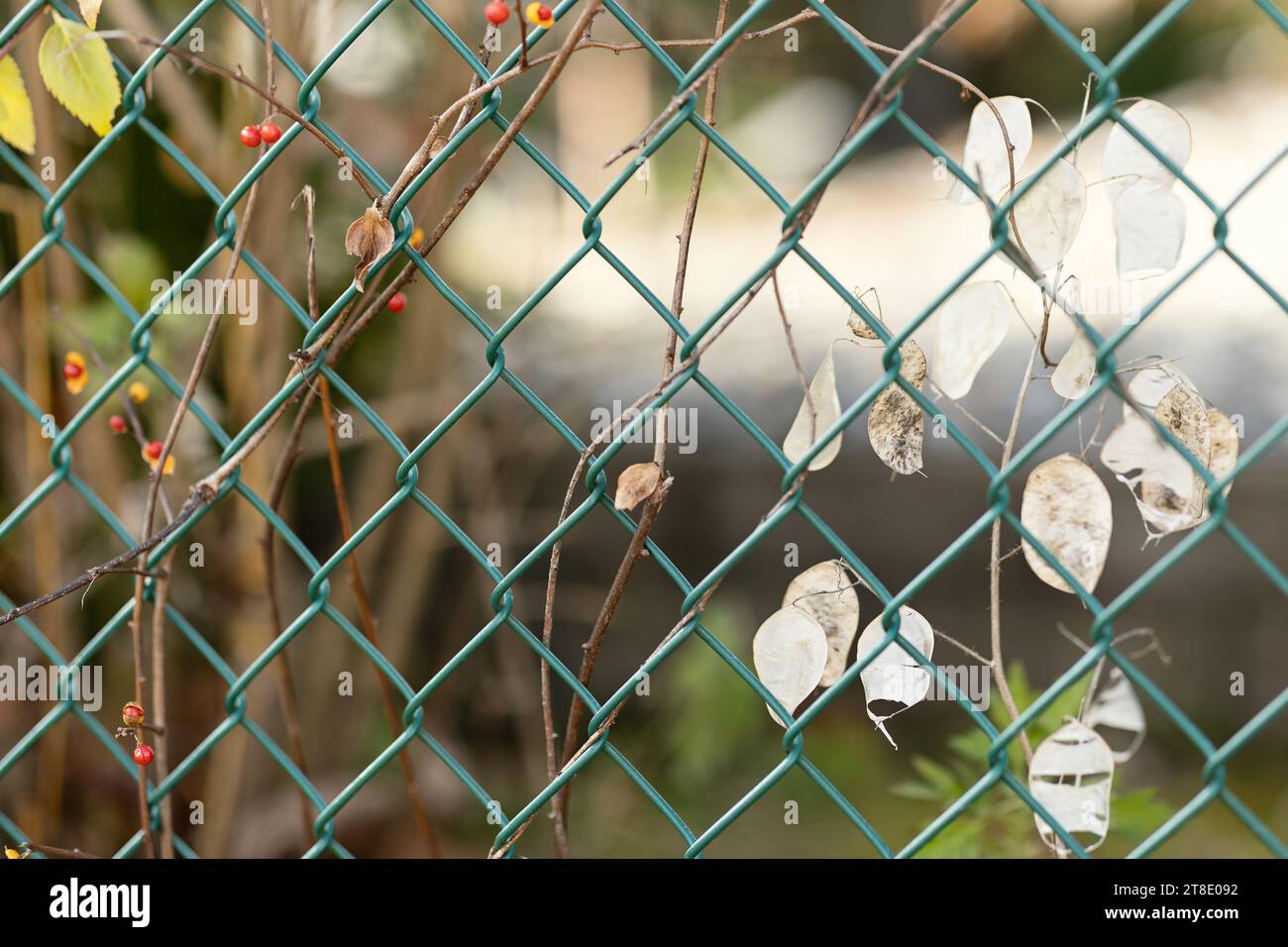 Verfallende Pflanzenblätter weben durch den Kettenglied-Zaun Stockfoto