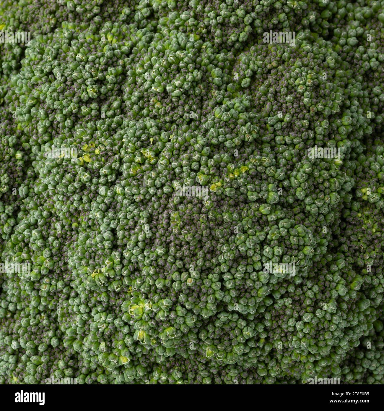 Frischer gesunder roher grüner Brokkoli Nahaufnahme Vollbild als Hintergrund Stockfoto