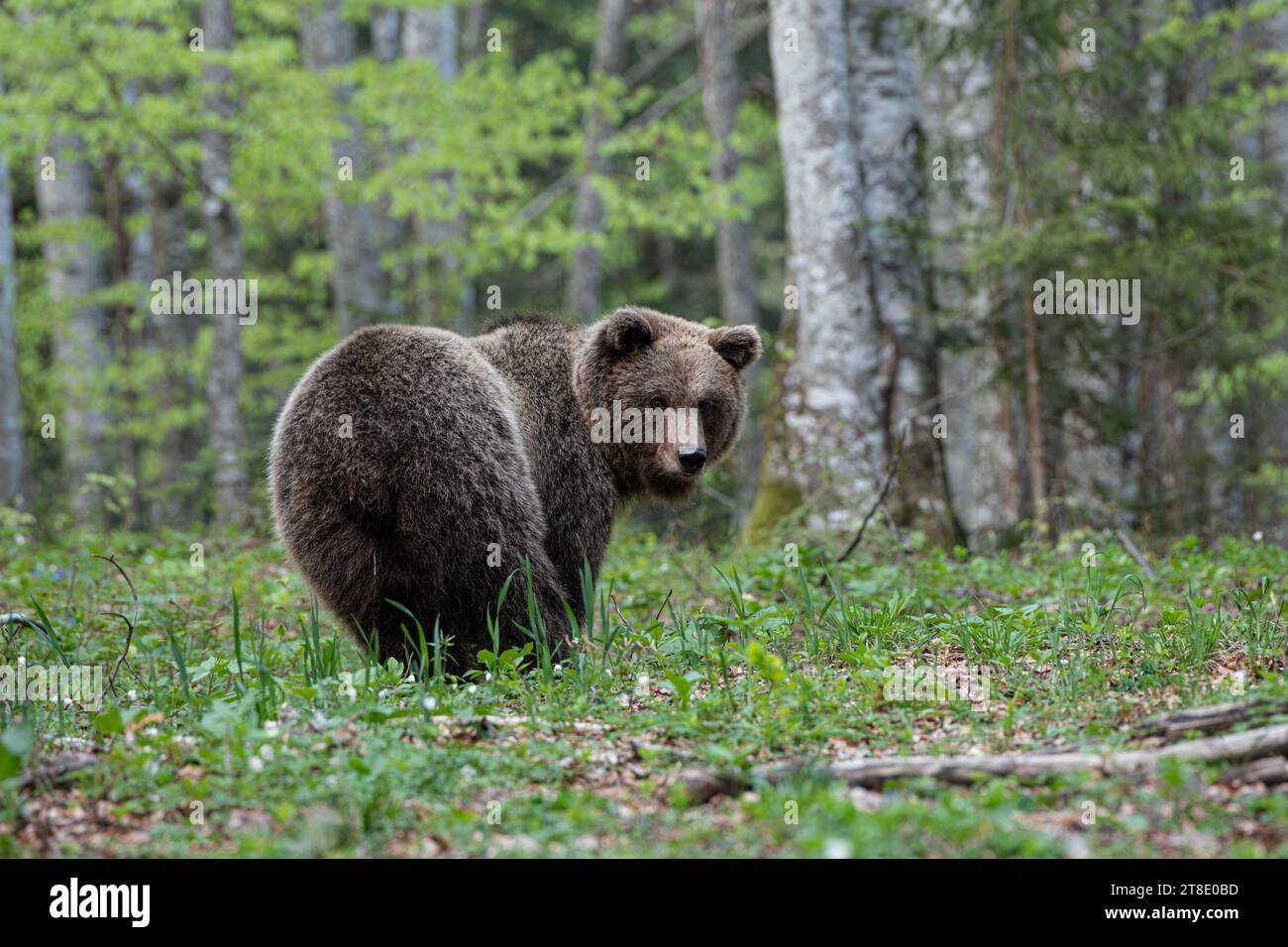 Eurasischer Braunbär (Ursus arctos arctos). Slowenien. Stockfoto