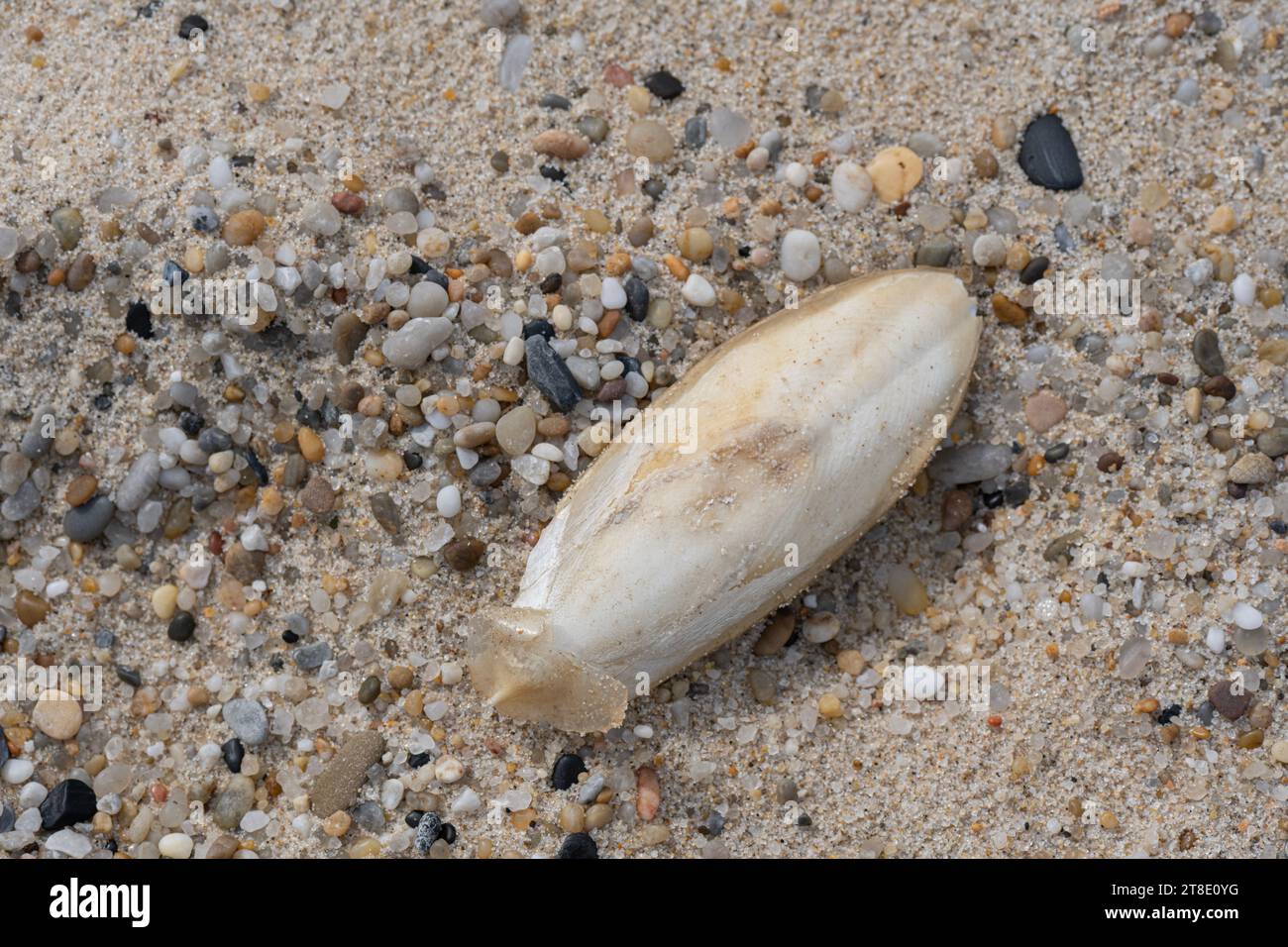 Tintenfisch: Sepia sp. Cuttlebone. Am Strand, Portugal. Stockfoto