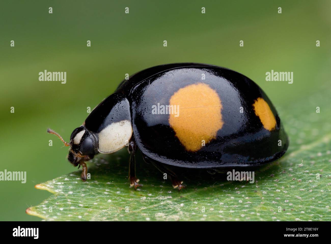 Harlekin-Marienkäfer (Harmonia axyridis) in Ruhe auf Birkenblatt. Tipperary, Irland Stockfoto