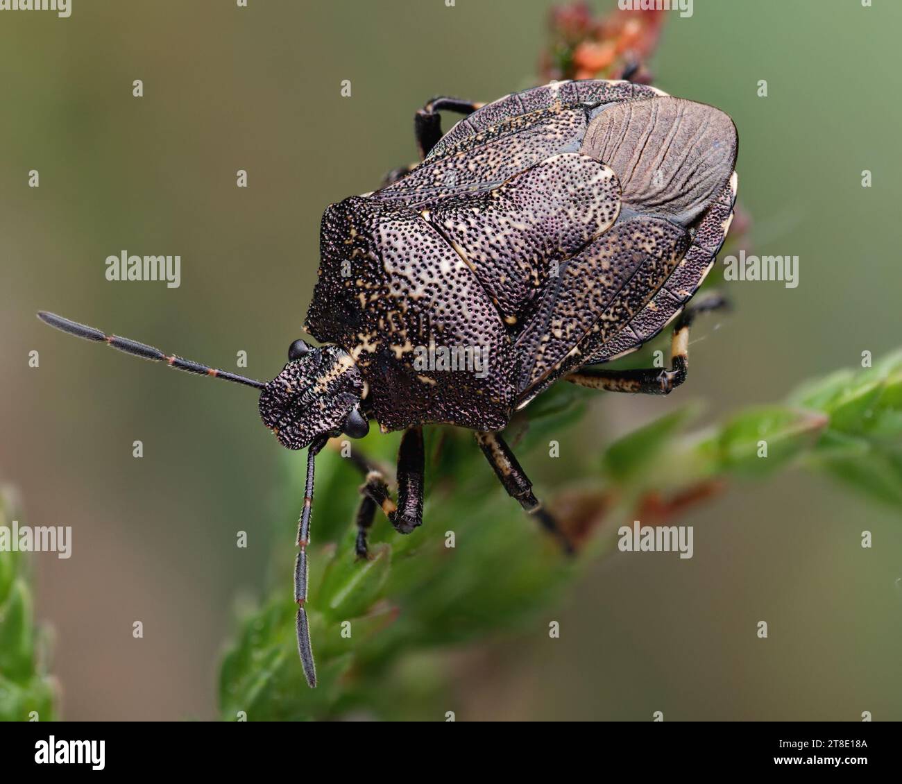 Heather (Shieldbug Rhacognathus punctatus) auf Heidekraut. Tipperary, Irland Stockfoto