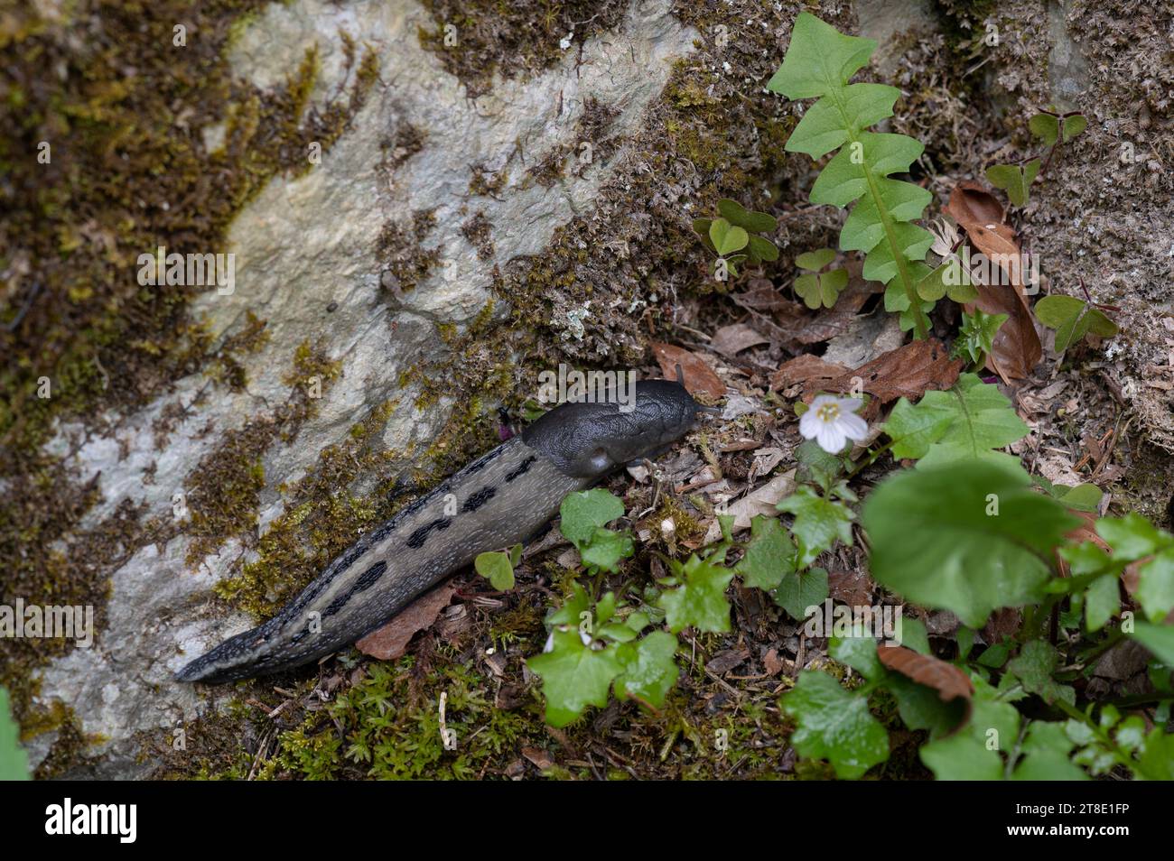 Great Grey (alias Leopard) Slug: Limax maximus. Slowenien. Stockfoto