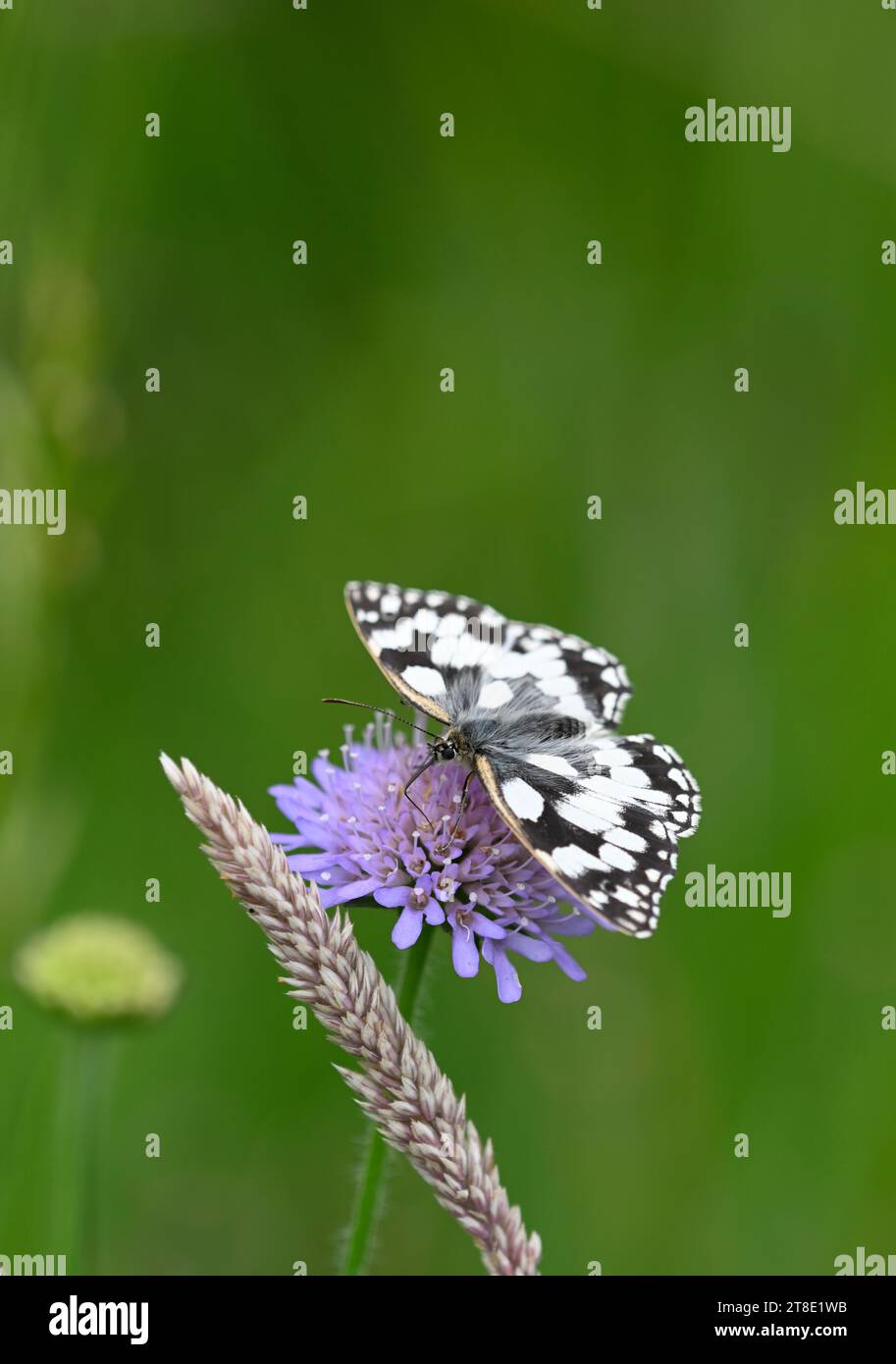 Marmorierter weißer Schmetterling: Melanargia galathea. Surrey, Großbritannien Stockfoto