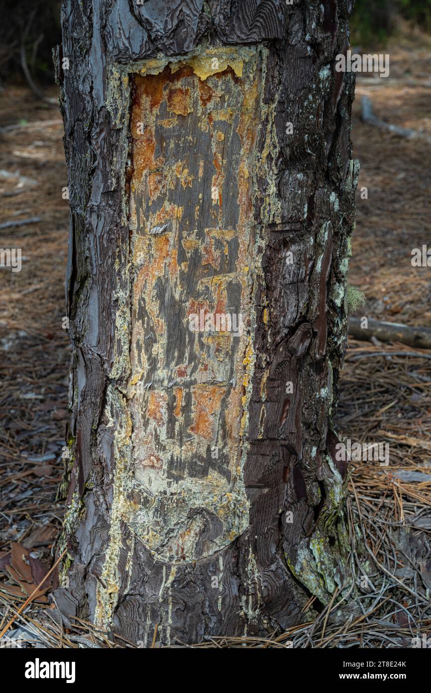 Kiefer (alias Steinkiefer) : Pinus pinea. Narbe durch Harzklopfen hinterlassen. Portugal. Stockfoto