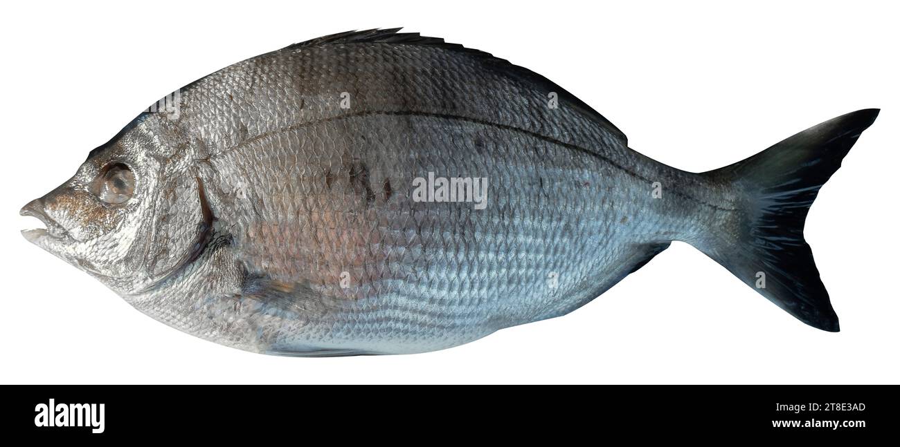 Köstliche schwarze Brasse, isoliert in weiß. Sivriburun Fisch ( Diplodus puntazzo ) Stockfoto