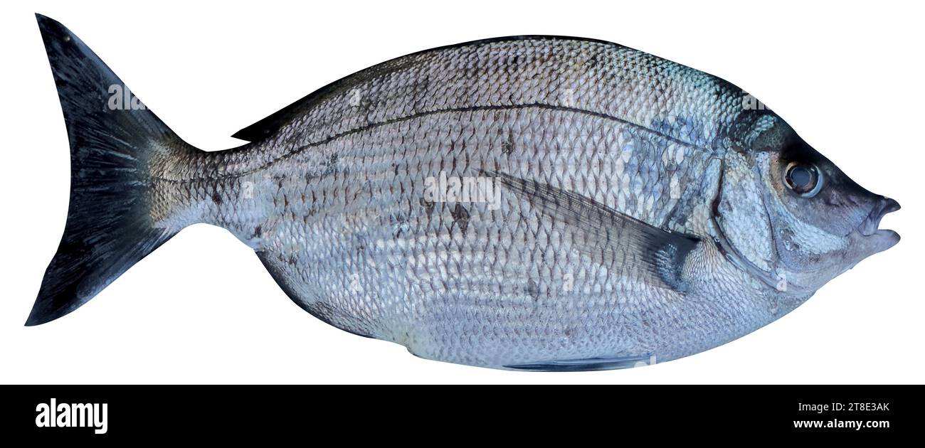 Köstliche schwarze Brasse, isoliert in weiß. Sivriburun Fisch ( Diplodus puntazzo ) Stockfoto