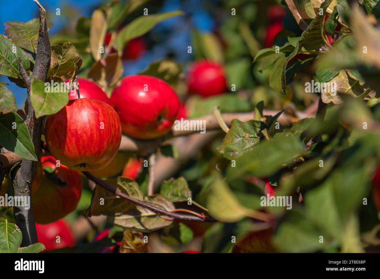 Nahaufnahme reifer roter Äpfel auf den Ästen eines Apfelbaums im Garten an einem sonnigen Tag. Rote Bio-Äpfel auf einem Baum. Apple-Saison Stockfoto