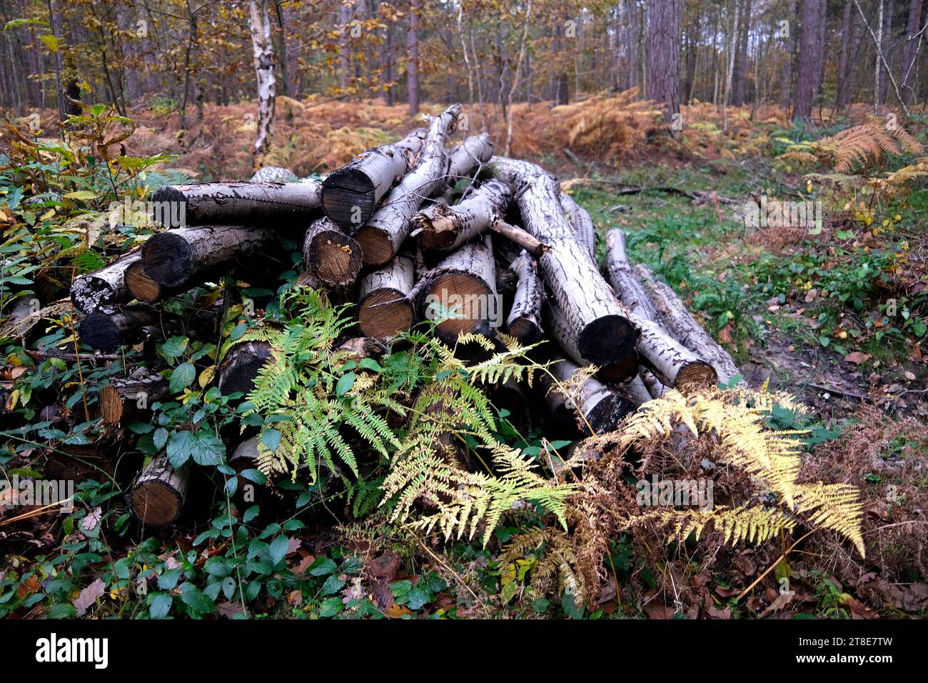 Silberbirke gehackte Baumstämme, West Blean Woods Naturschutzgebiet, kent, großbritannien Stockfoto