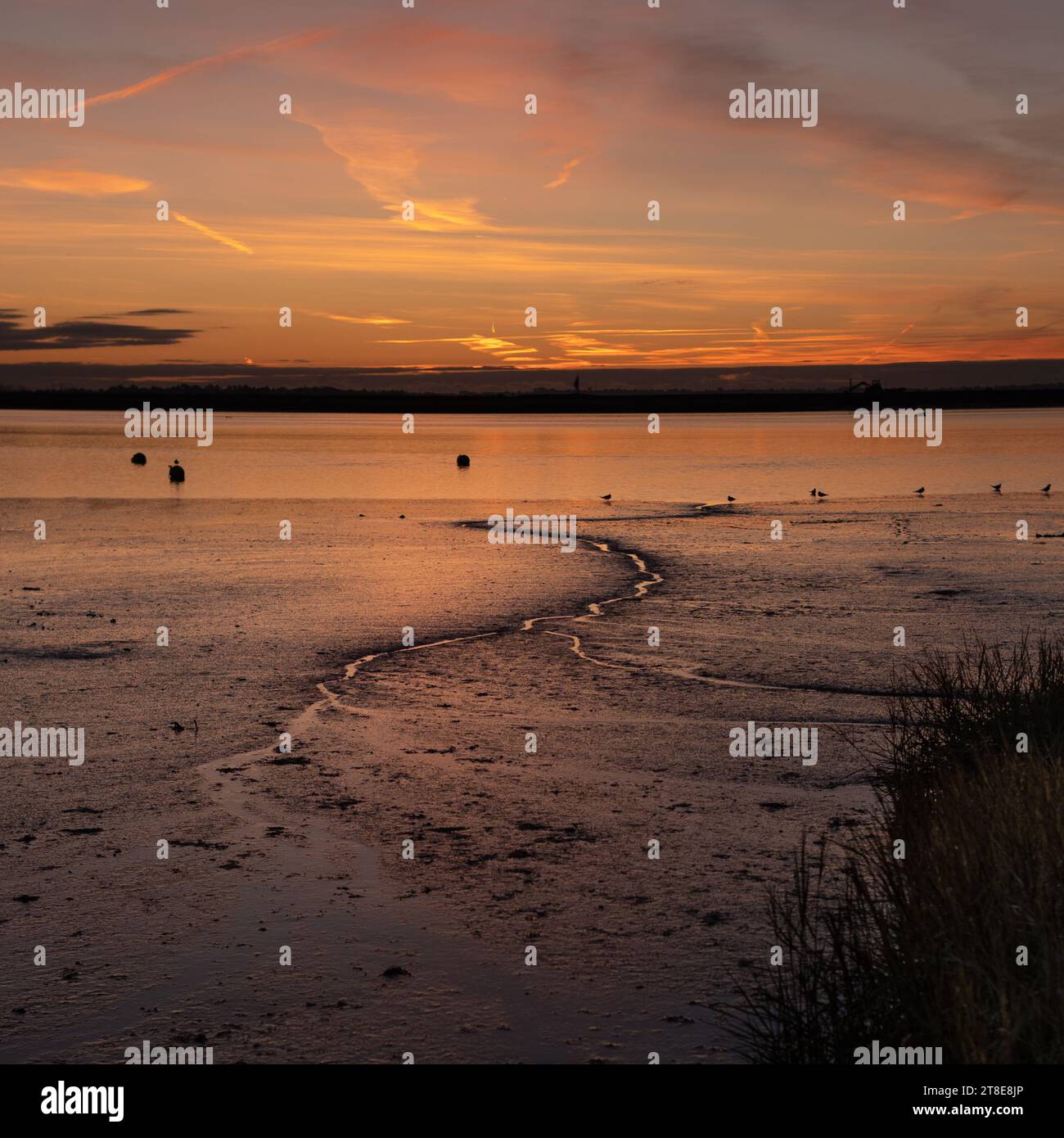 Heybridge Dawn Stockfoto