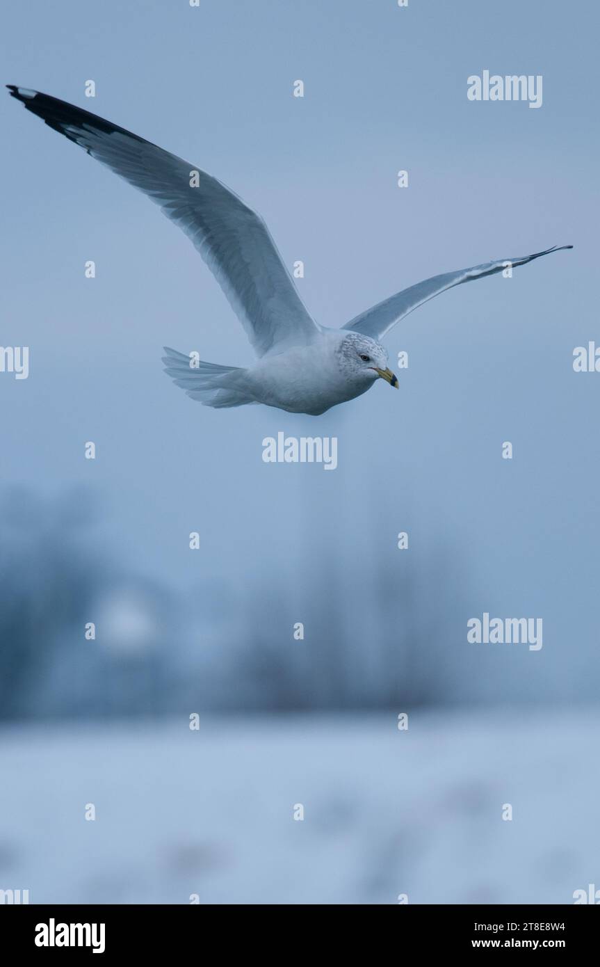Ring Billed Gull im Flug während des Winters in New York Stockfoto