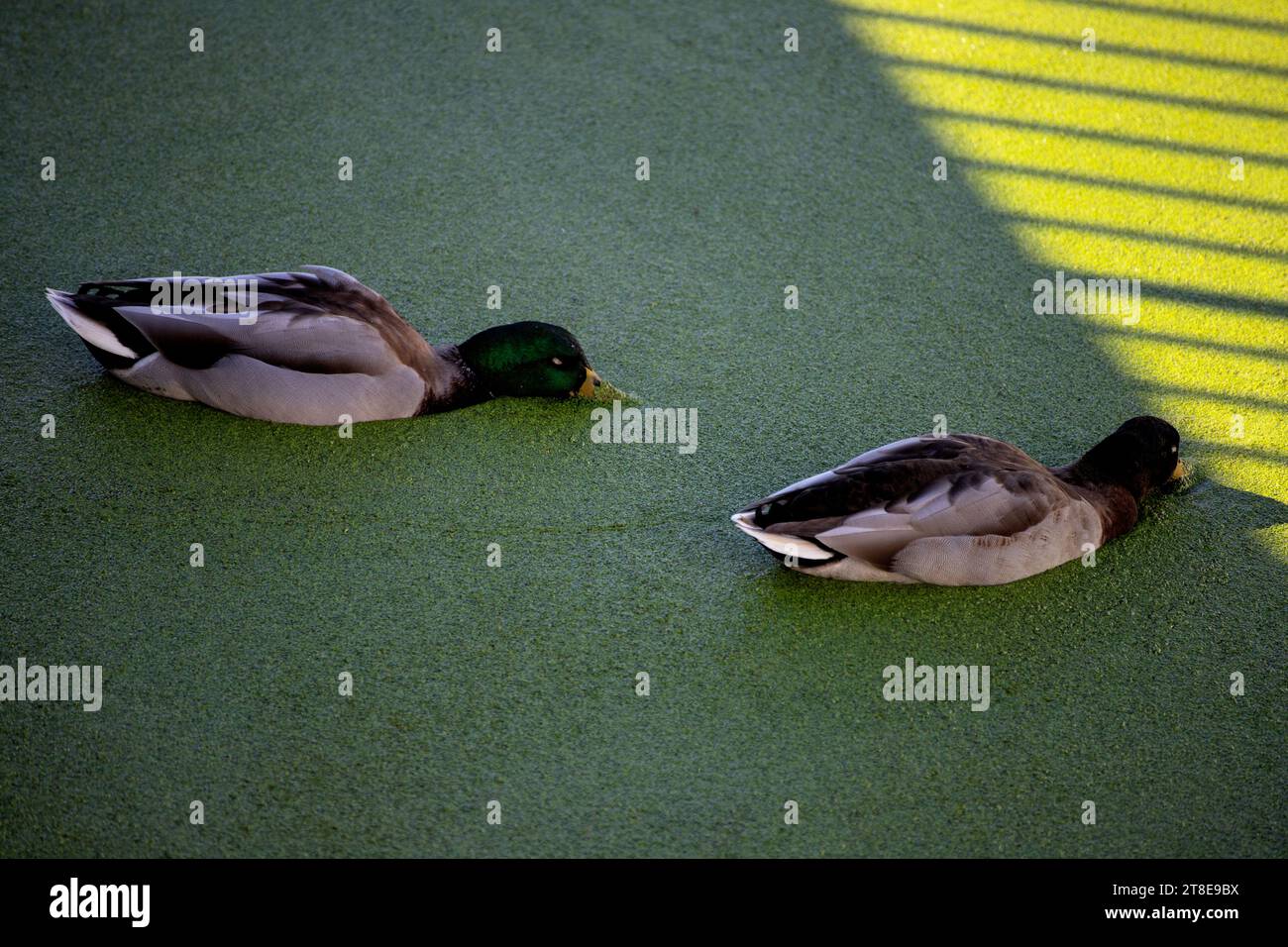 Ente im Teich mit Schleim Stockfoto