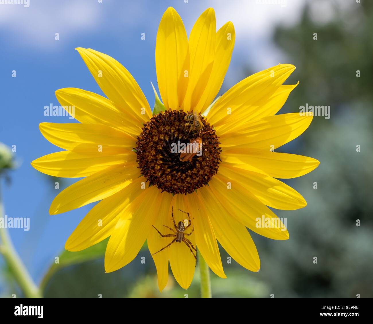 Ein Western Spotted Orbweaver, eine zweifleckige Miner Bee und ein Blisterkäfer auf einer gewöhnlichen Sonnenblume. Stockfoto