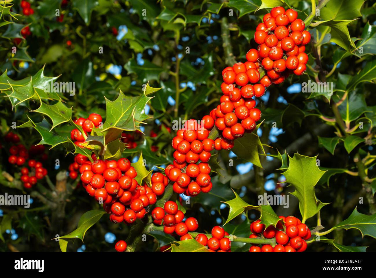 Die Stechpalme ist seit der Antike der Druiden ein Symbol des Winters und der wechselnden Jahreszeiten. Die Beeren sind für viele lebenswichtige Nahrungsquellen im Winter Stockfoto