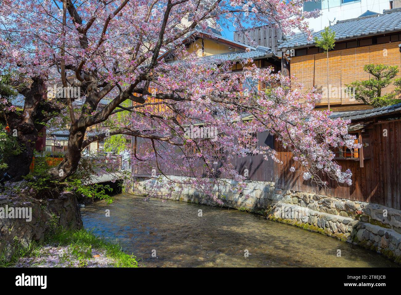 Kyoto, Japan - 2. April 2023: Shinbashi dori ist der Ort, an dem Gion-Ochaya Teehäuser nebeneinander auf der Straße stehen, verbunden mit dem Betrieb von Shir Stockfoto