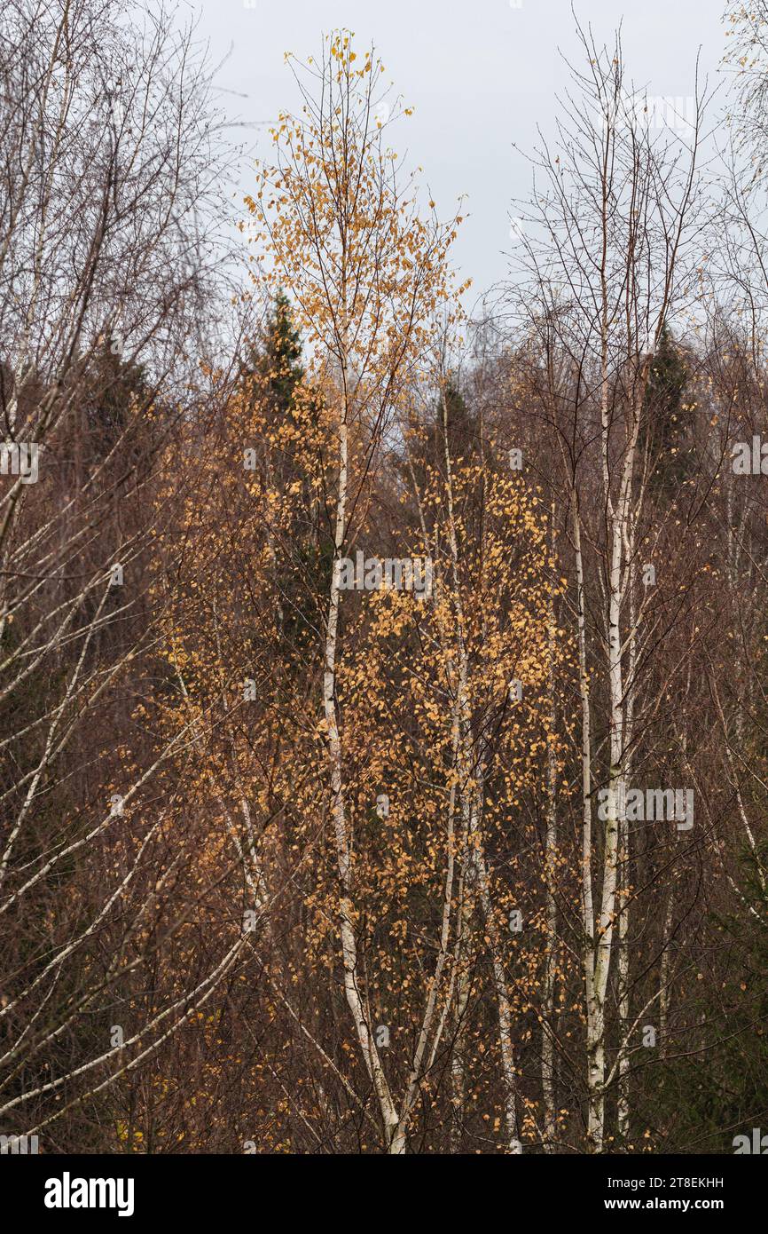 Echte große Birken an tiefen Herbsttagen wie ein Symbol der Zeit Stockfoto