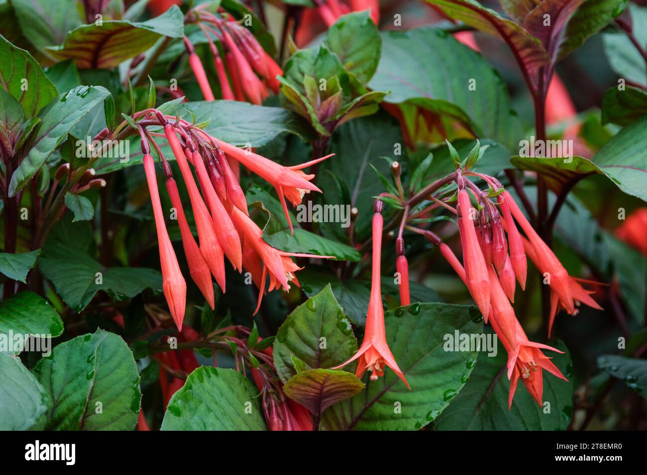 Fuchsia Koralle fulgens, Triphylla Upright Bush, orange-rote Blüten schlanke Röhrchen, kleine Blütenblätter, Stockfoto