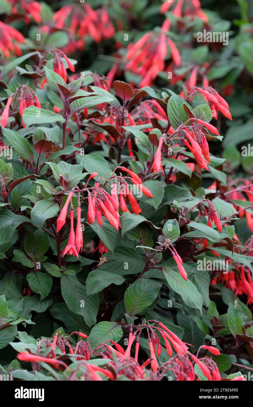 Fuchsia Koralle fulgens, Triphylla Upright Bush, orange-rote Blüten schlanke Röhrchen, kleine Blütenblätter, Stockfoto