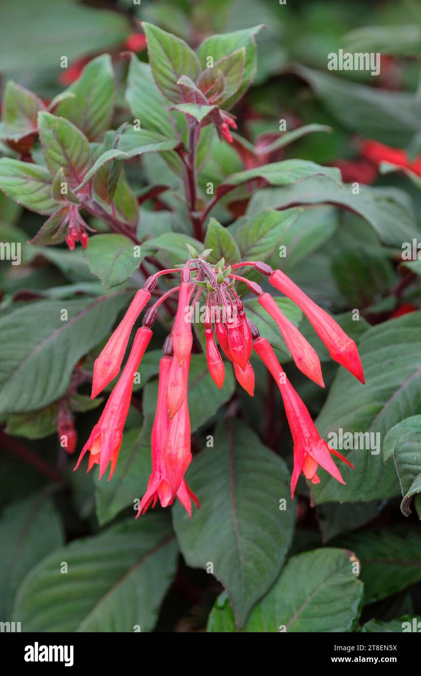 Fuchsia Koralle fulgens, Triphylla Upright Bush, orange-rote Blüten schlanke Röhrchen, kleine Blütenblätter, Stockfoto