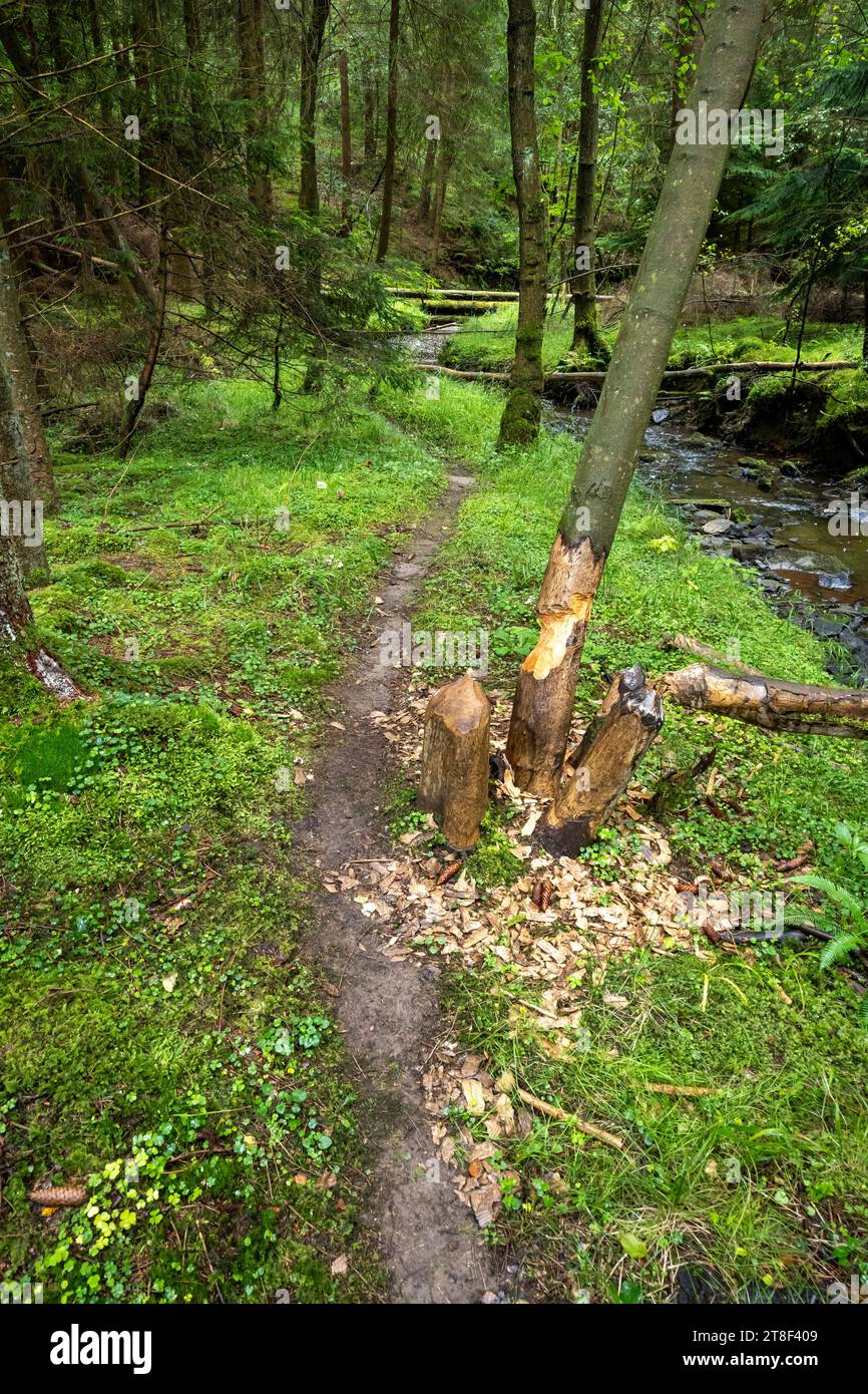 Bäume, die von Bibern im Wald von Cropton gekaut wurden Stockfoto