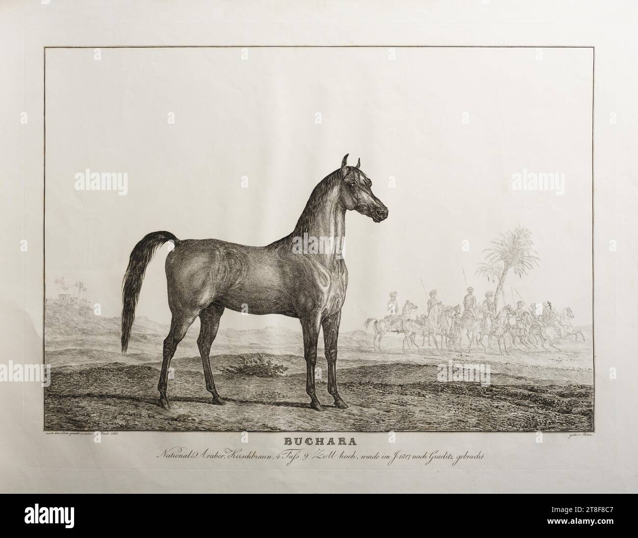 Buchara, Friedrich Leopold Bürde, 1823, Graphic Art, Ätzen, Papier, Farbe, Druckertinte, Ätzen, Drucken, Höhe (Plattenformat) 381 mm, Höhe (Papierformat) 450 mm, Breite (Plattenformat) 506 mm, Breite (Papierformat) 628 mm, nach dem Leben gemahlt u. radiert v. F. Bürde 1823, gedr v. Prêtre., BUCHARA, National Araber, Hirschbraun, 4 fuss 9 Zoll hoch, wurde im J: 1817 nach Graditz gebracht., Graphic Design, European, Modernity (1800 - 1914), Printer, Jean Gabriel Prêtre Stockfoto