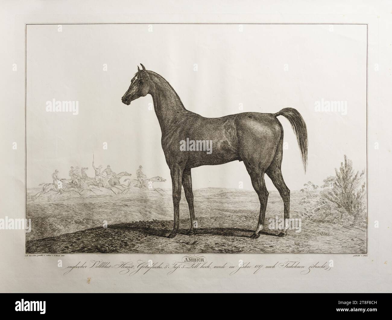 Bernstein, Friedrich Leopold Bürde, 1820, Grafik, Ätzen, Papier, Farbe, Druckertinte, Ätzen, Drucken, Höhe (Plattenformat) 381 mm, Höhe (Papierformat) 450 mm, Breite (Plattenformat) 520 mm, Breite (Papierformat) 628 mm, nach dem Leben gemahlt u. radiert v. F. Bürde 1820, gedrucht v. Prêtre., BERNSTEIN, englischer Vollblot Hengst, Goldfuchs, 5 Fuss 5 Zoll hoch, wurde im Jahre 1817 Trakohnen begracht., Graphic Design, European, Modernity (1800 - 1914), Printer, Jean Gabriel Prêtre Stockfoto
