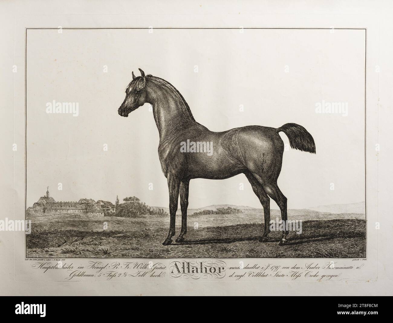 Allahor, Friedrich Leopold Bürde, 1821, Graphic Art, Ätzen, Papier, Farbe, Druckertinte, Ätzen, Drucken, Höhe (Plattenformat) 372 mm, Höhe (Papierformat) 450 mm, Breite (Plattenformat) 506 mm, Breite (Papierformat) 628 mm, nach dem Leben gemahlt u. radiert v. F. Bürde 1821., gedruckt v. Prêtre., Hauptbeschäler im Königl. Pr. Pr. Wilh. Gestüt, Goldbraun, 5 fuss 2½ Zoll hoch, =, ALLAHOR, = wurde daselbst ins 1797 von dem Araber Turcmainatti u., d. engl. Vollblut-Stute Miss Croke gezogen., Grafikdesign, europäisch, Modernität (1800 - 1914), Drucker Stockfoto