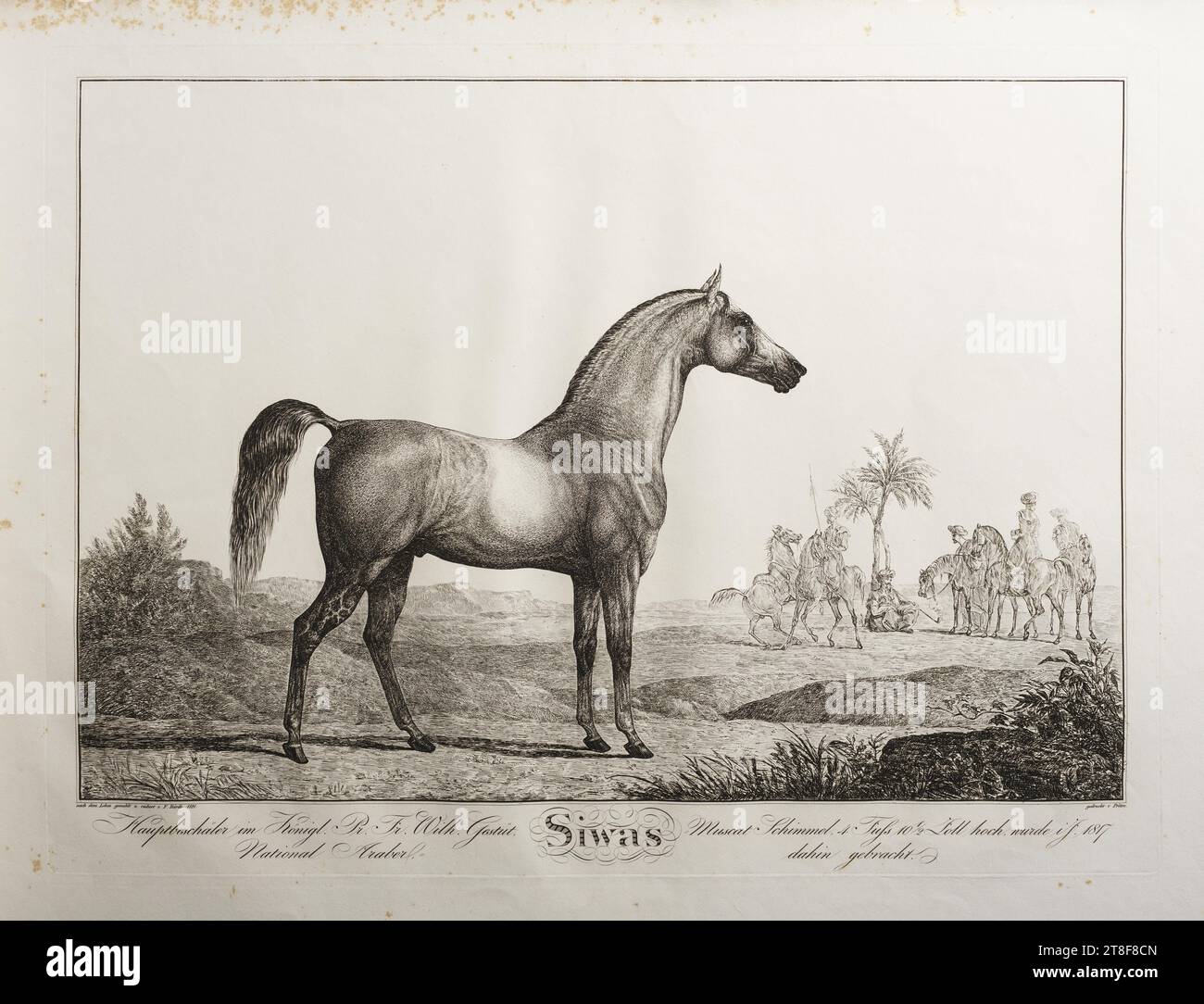 Siwas, Friedrich Leopold Bürde, 1821, Graphic Art, Ätzen, Papier, Farbe, Druckertinte, Ätzen, Drucken, Höhe (Plattenformat) 376 mm, Höhe (Papierformat) 450 mm, Breite (Plattenformat) 506 mm, Breite (Papierformat) 628 mm, nach dem Leben gemahlt u. radiert v. F. Bürde 1821., gedruckt v. Prêtre., Hauptbeschäler im Königl. Pr. Pr. Wilh. Gestüt, National Araer, =, SIWAS, =Muscat Schimmel, 4 Fuss 10½ Zoll hoch, wurdeins 1817, dahin begracht, Graphic Design, Europa, Modernität (1800–1914), Drucker, Jean Gabriel Prêtre Stockfoto