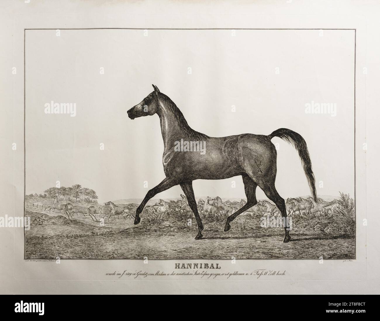 Hannibal, Friedrich Leopold Bürde, 1823, Graphic Art, Ätzen, Papier, Farbe, Druckertinte, Ätzen, Drucken, Höhe (Plattengröße) 530 mm, Höhe (Papiergröße) 530 mm, Breite (Plattengröße) 735 mm, Breite (Papiergröße) 735 mm, nach dem Leben gemahlt u. radiert v. F. Bürde 1823, gedr v. Prêtre., HANNIBAL, wurde im J: 1819 zu Gradiz vom Madim u:der asiatischen Stute Essma gezogen, er ist goldbraun u: 4 Fuss 11 Zoll hoch., Graphic Design, European, Modernity (1800 - 1914), Printer, Jean Gabriel Prêtre Stockfoto