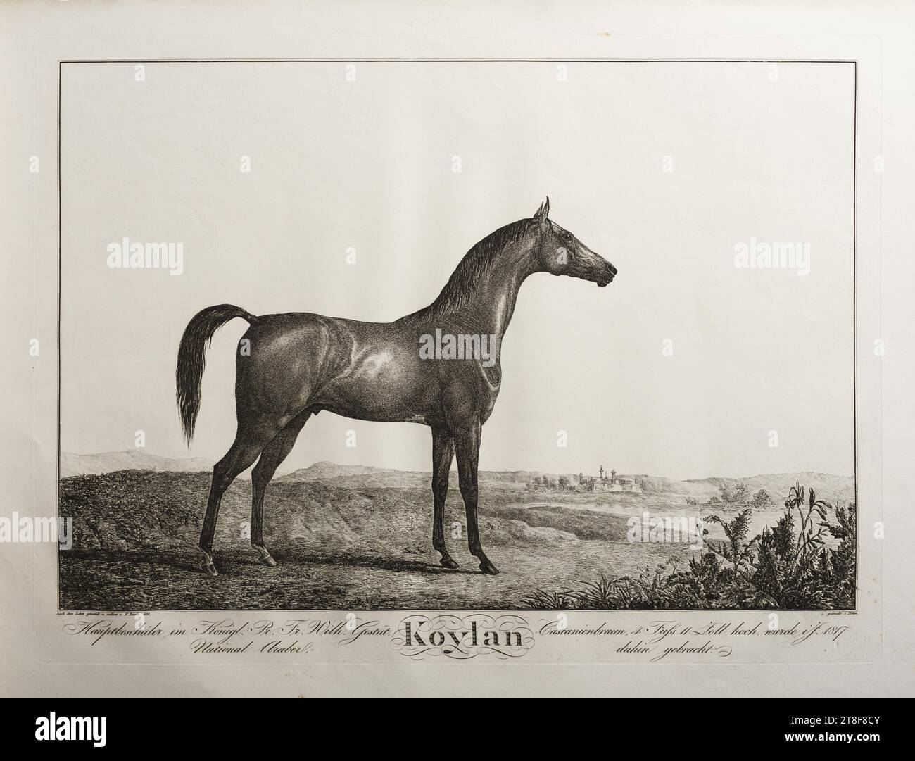 Koylan, Friedrich Leopold Bürde, 1821, Graphic Art, Ätzen, Papier, Farbe, Druckertinte, Ätzen, Drucken, Höhe (Plattenformat) 374 mm, Höhe (Papierformat) 450 mm, Breite (Plattenformat) 505 mm, Breite (Papierformat) 628 mm, nach dem Leben gemahlt u radiert v. F. Bürde 1821, gedruckt v. Prêtre., Hauptbeschäler im Königl. Pr. Pr. Wilh. Gestüt, Nationalaraber, =, KOYLAN, Castanienbraun, 4 Fuss 11 Zoll hoch, wurde ins 1817, dahin bebracht., Graphic Design, europäisch, Modernität (1800–1914), Drucker, Jean Gabriel Prêtre Stockfoto