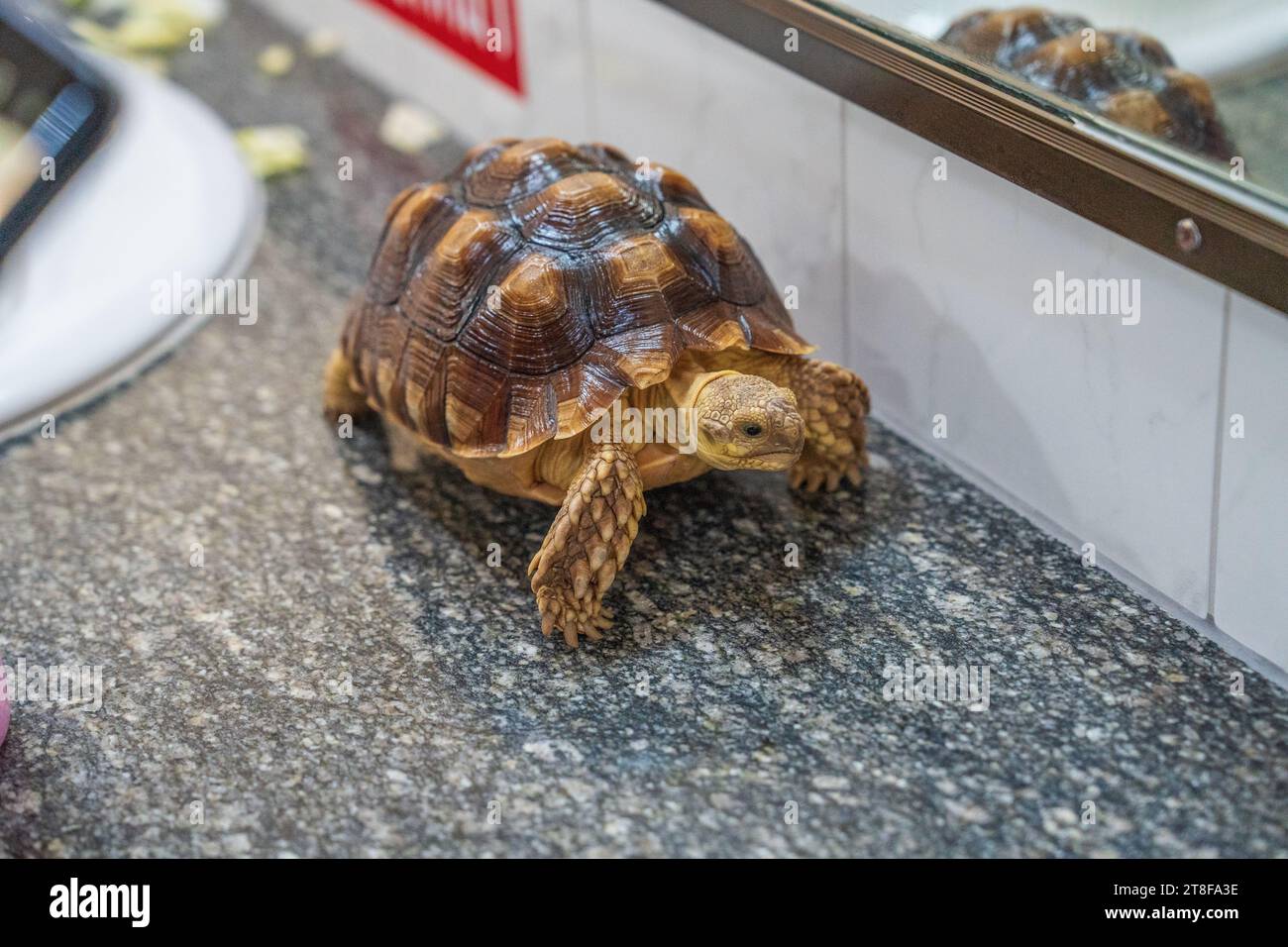 Eine Schildkröte in Bewegung auf einem Waschtisch in einer Toilette Stockfoto