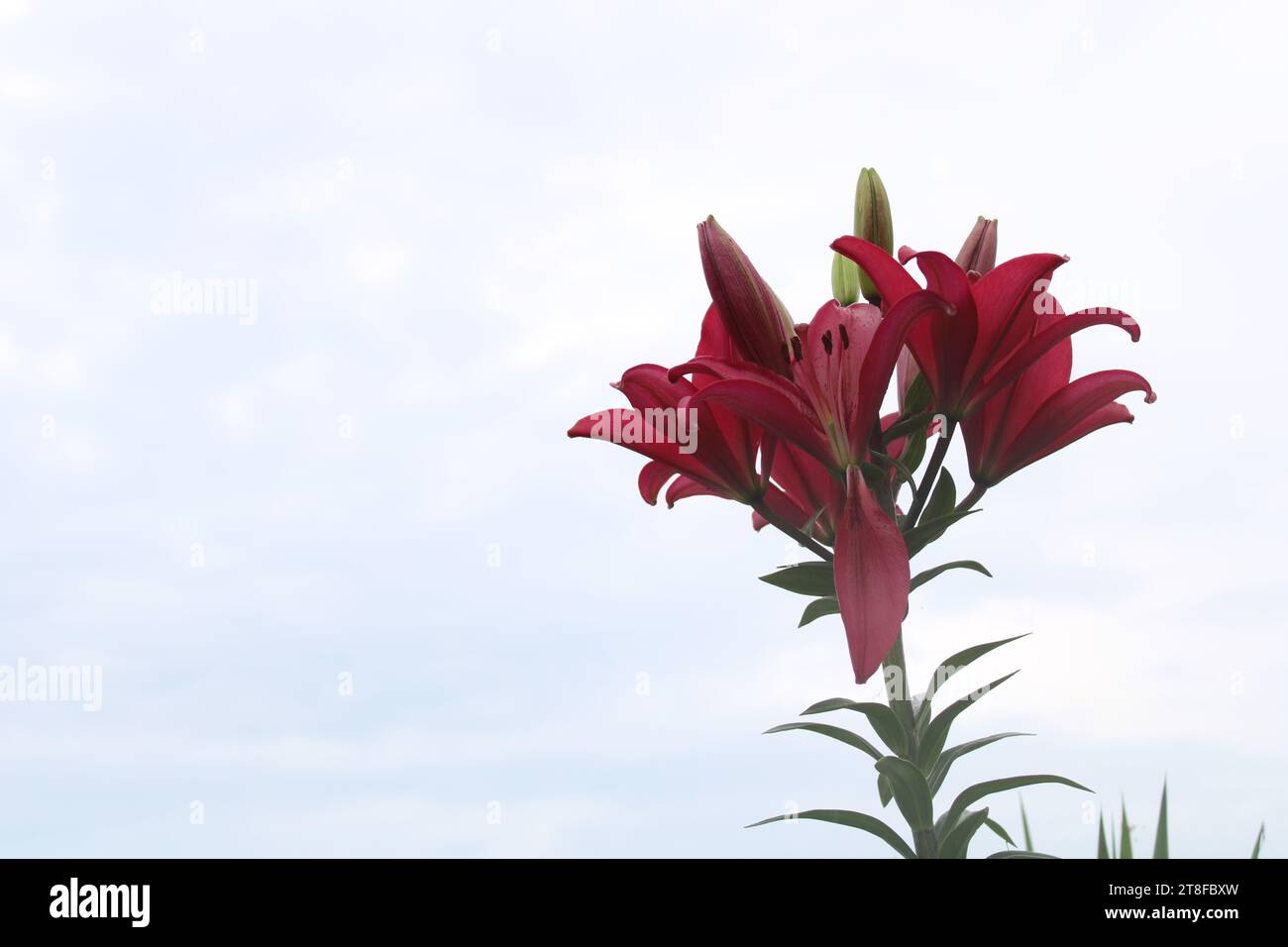 Lilium Tiny Pearl. Eine rosa Lilie. Stockfoto