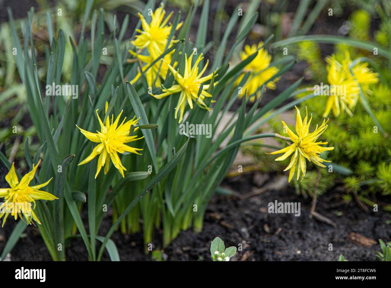 Gelbe Blüten Narzissen in einem Blumenbeet. Löwenzahn-Varietät. Frühlingsblume Narzisse. Schöner Busch im Garten. Naturhintergrund. Frühlingsblütenknolle Narzissen. Blumenbeet-Gartenarbeit Stockfoto