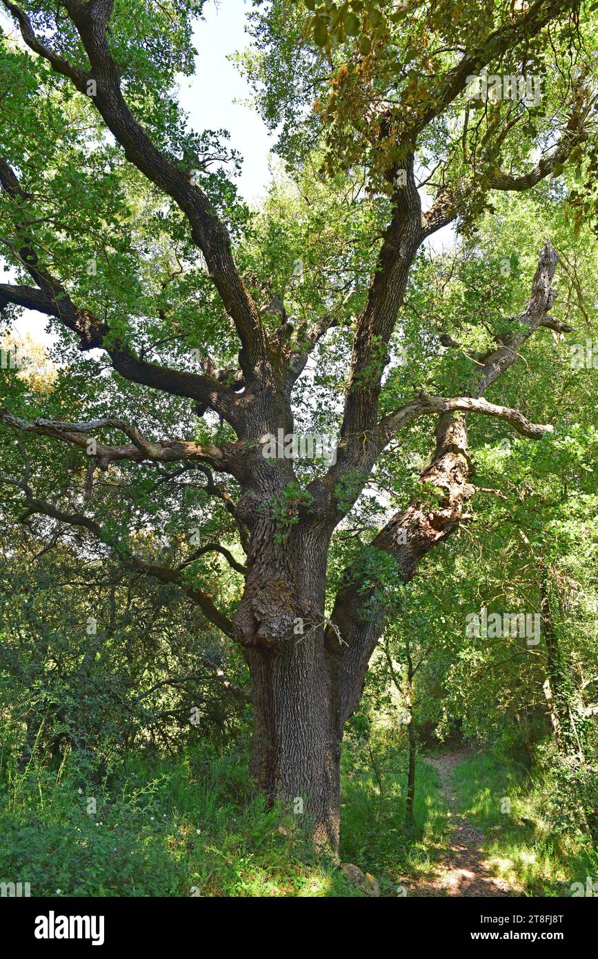 Roble cerrioide (Quercus cerrioides) ist ein in Spanien endemischer