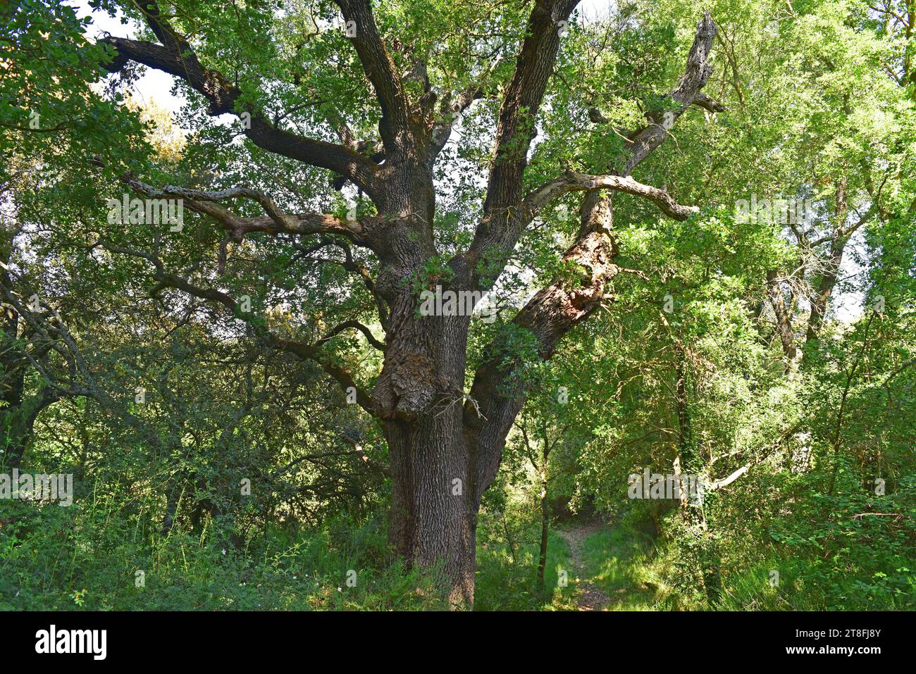 Roble cerrioide (Quercus cerrioides) ist ein in Spanien endemischer