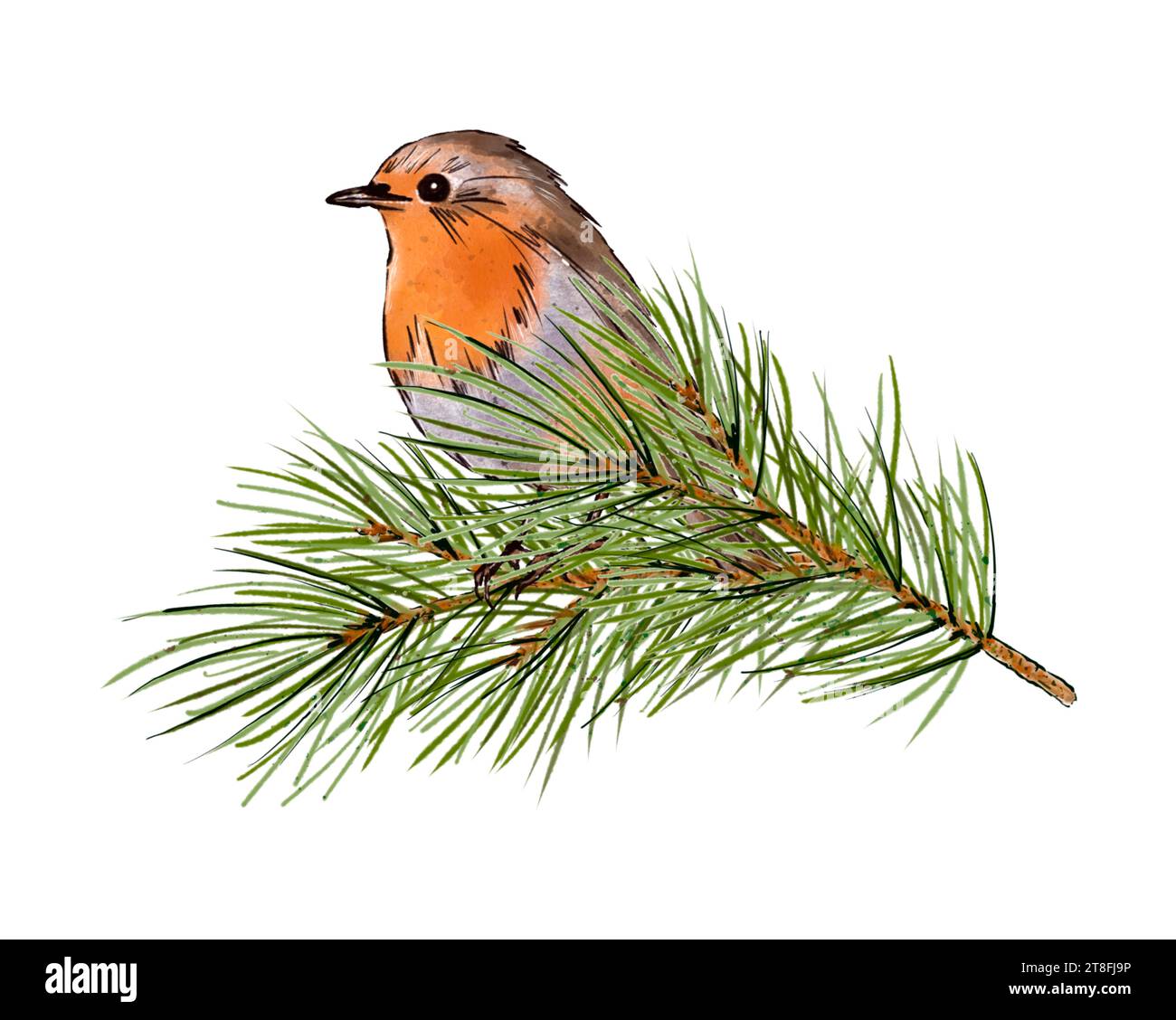 Aquarellweihnachtskomposition eines robinvogels auf einem Tannenzweig. Handgezeichnete Illustration isoliert auf weißem Hintergrund Stockfoto