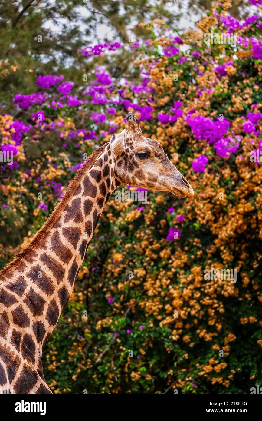 Das Nubische Giraffe (Giraffa camelopardalis) Porträt gegen blühenden Baum, kritisch gefährdetes Tier in der Familie Giraffidae. Stockfoto