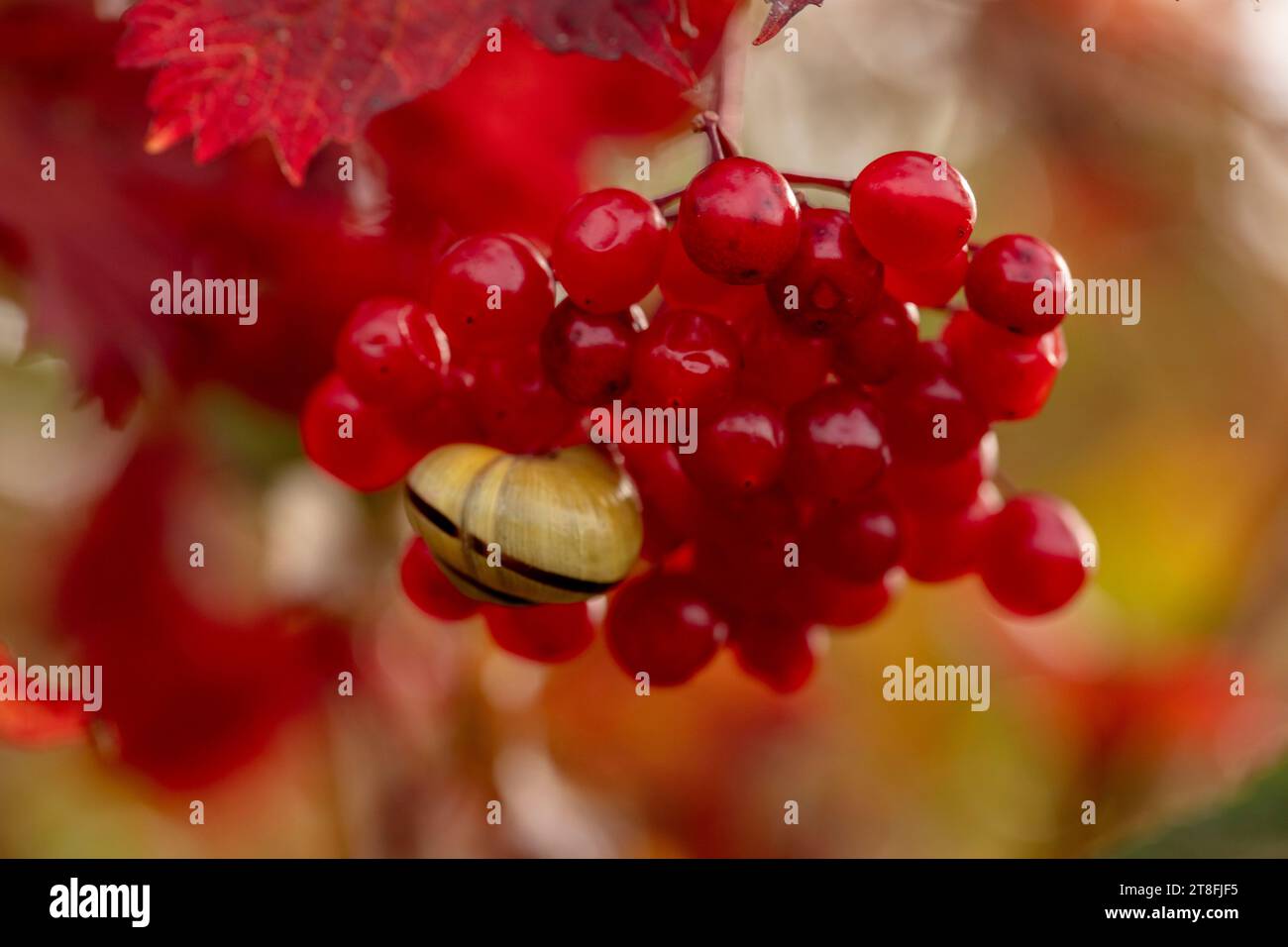 Nahaufnahme des Naturporträt einer kleinen Schnecke auf den leuchtend roten Beeren von Viburnum lantana, dem gewöhnlichen Wanderbaum, in herrlicher herbstlicher Sonne Stockfoto
