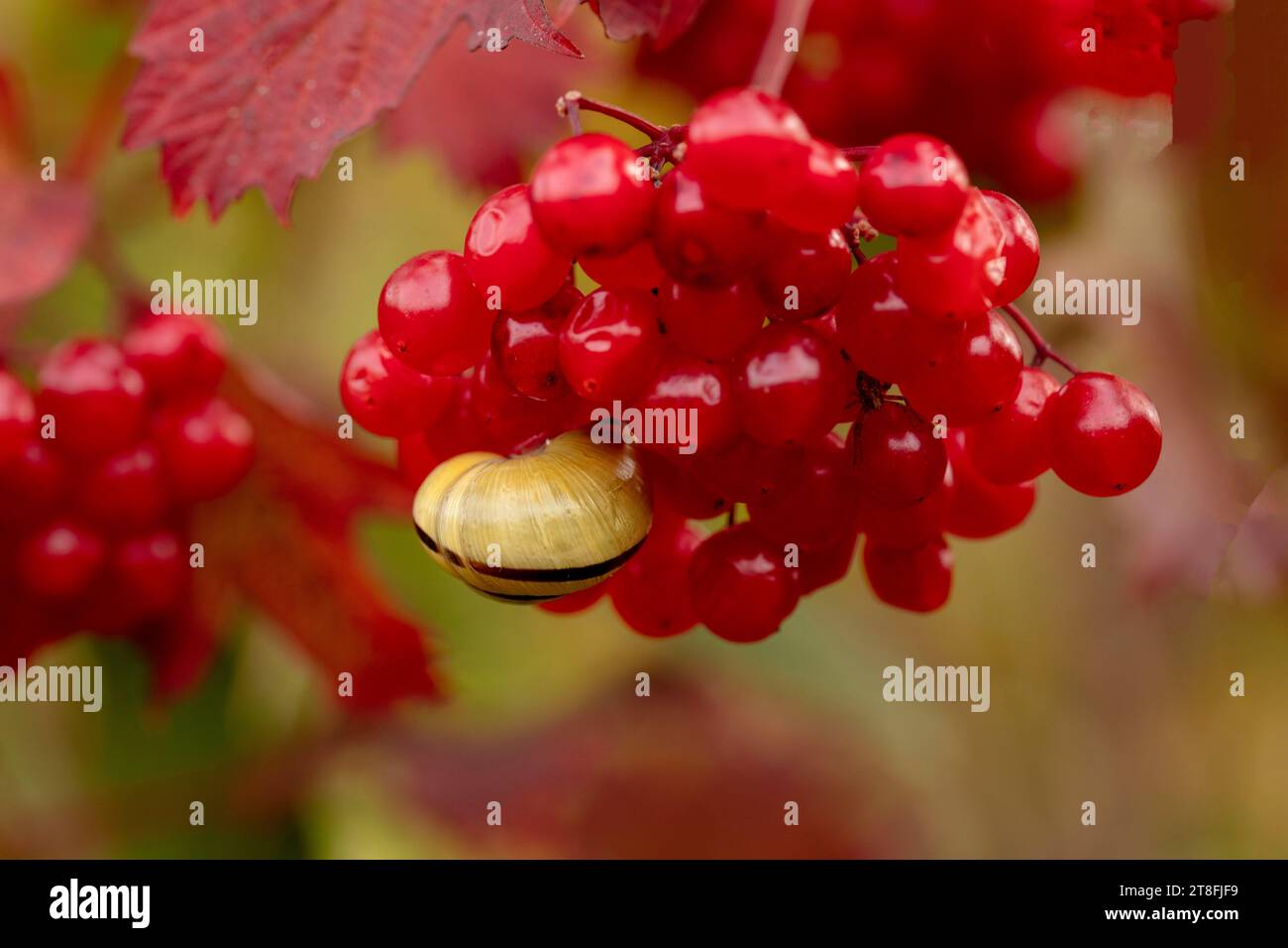 Nahaufnahme des Naturporträt einer kleinen Schnecke auf den leuchtend roten Beeren von Viburnum lantana, dem gewöhnlichen Wanderbaum, in herrlicher herbstlicher Sonne Stockfoto