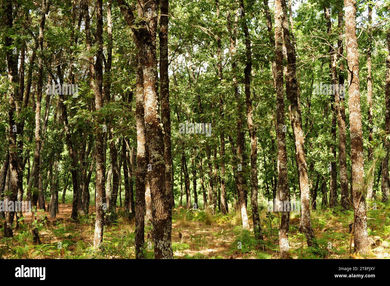 Die Pyrenäeneiche (Quercus pyrenaica) ist ein Laubbaum, der im westlichen Mittelmeerraum (iberische Halbinsel, Westfrankreich und marokkanische Berge) beheimatet ist. Stockfoto