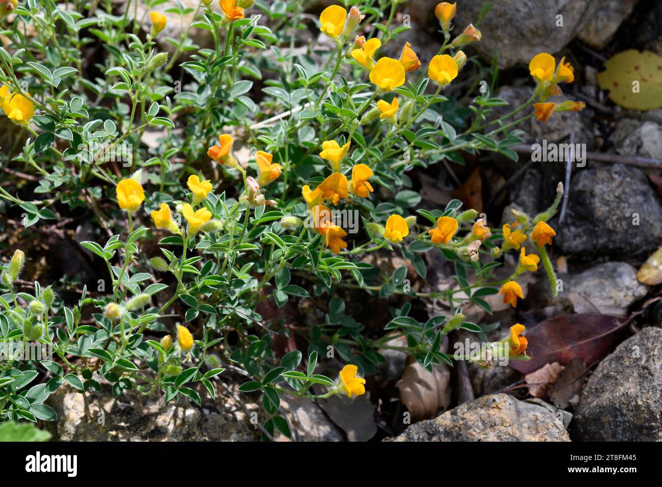 Hierba de la plata (Argyrolobium zanonii) ist ein in Südeuropa und Nordwestafrika heimischer Strauch. Dieses Foto wurde in Cadiz, Andalusien, Spanien aufgenommen. Stockfoto