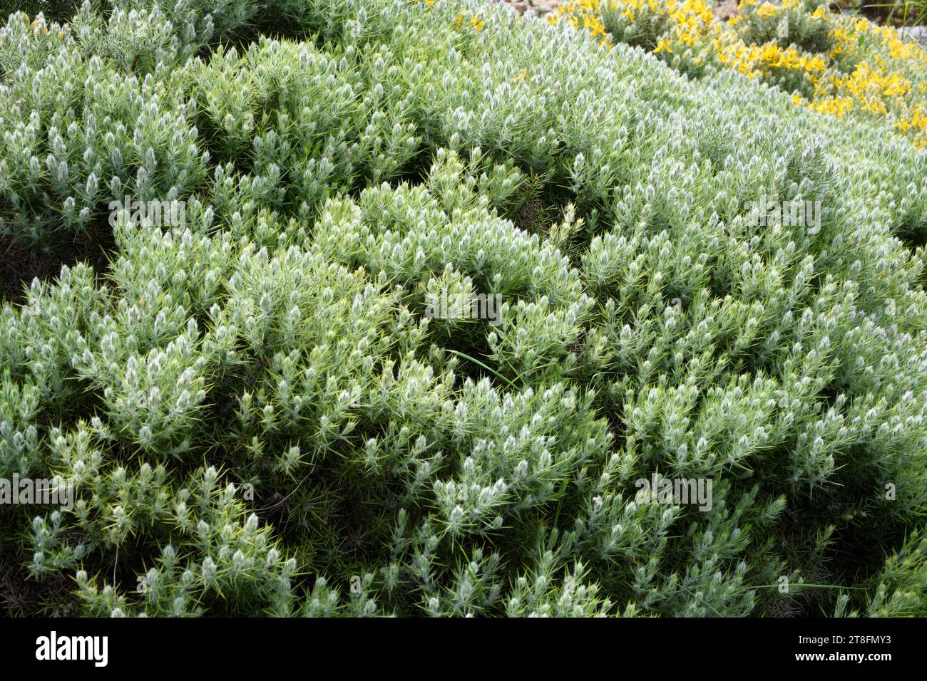 Aulaga (Genista hirsuta lanuginosa) ist ein in Südspanien endemischer Serpentinophytenstrauch. Dieses Foto wurde in Cadiz, Andalusien, Spanien aufgenommen. Stockfoto