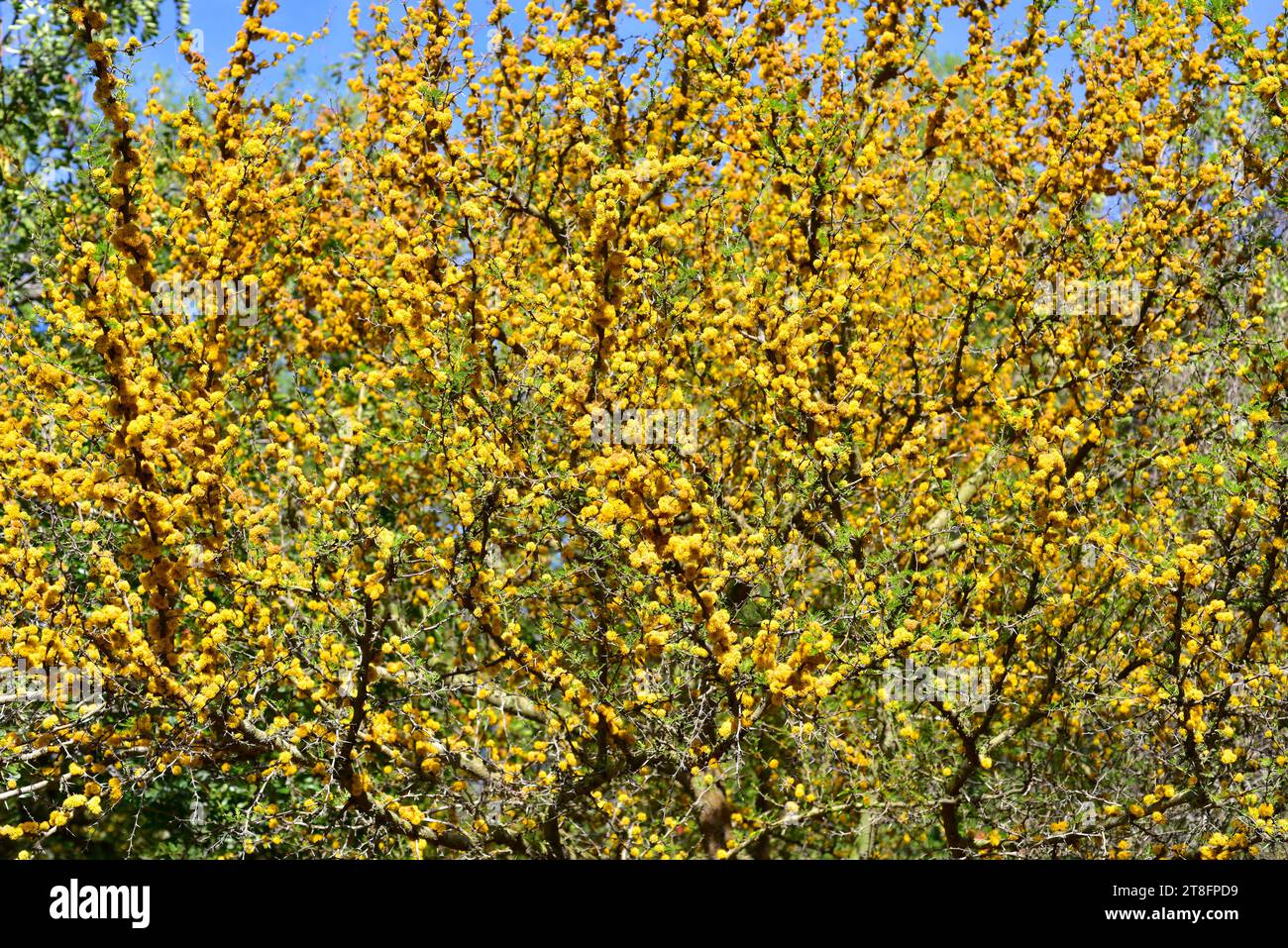 Aromo (Vachellia Caven oder Acacia Caven) ist ein Milchstrauch oder kleiner Baum, der in Südamerika heimisch ist. Blühendes Exemplar. Stockfoto