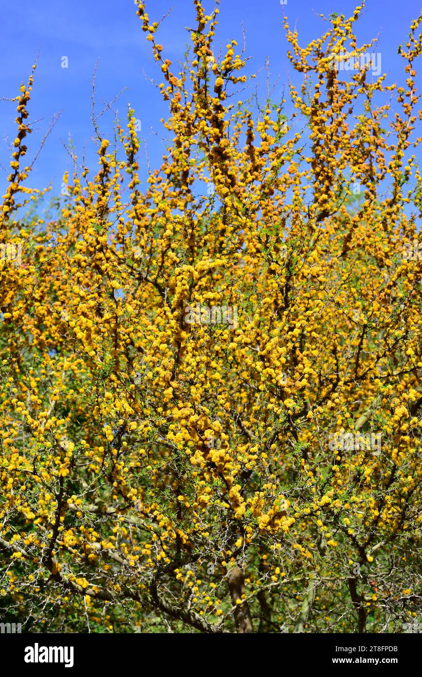 Aromo (Vachellia Caven oder Acacia Caven) ist ein Milchstrauch oder kleiner Baum, der in Südamerika heimisch ist. Blühendes Exemplar. Stockfoto