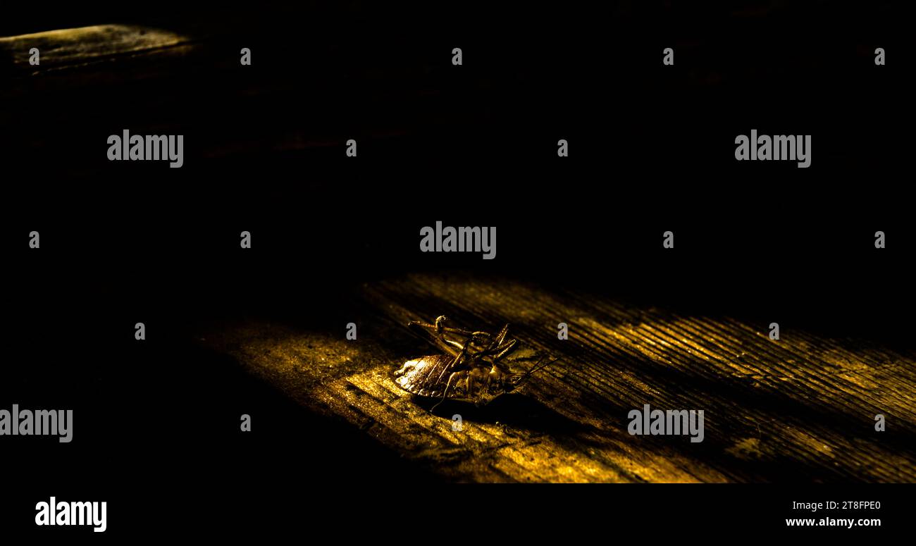 Stillleben eines verstorbenen Stinkwanzen, gebadet in einem weichen Lichtbad. Traumhafte Farbqualität. Eine sehr persönliche Komposition, die in meinem Kinderheim aufgeführt wurde. Stockfoto