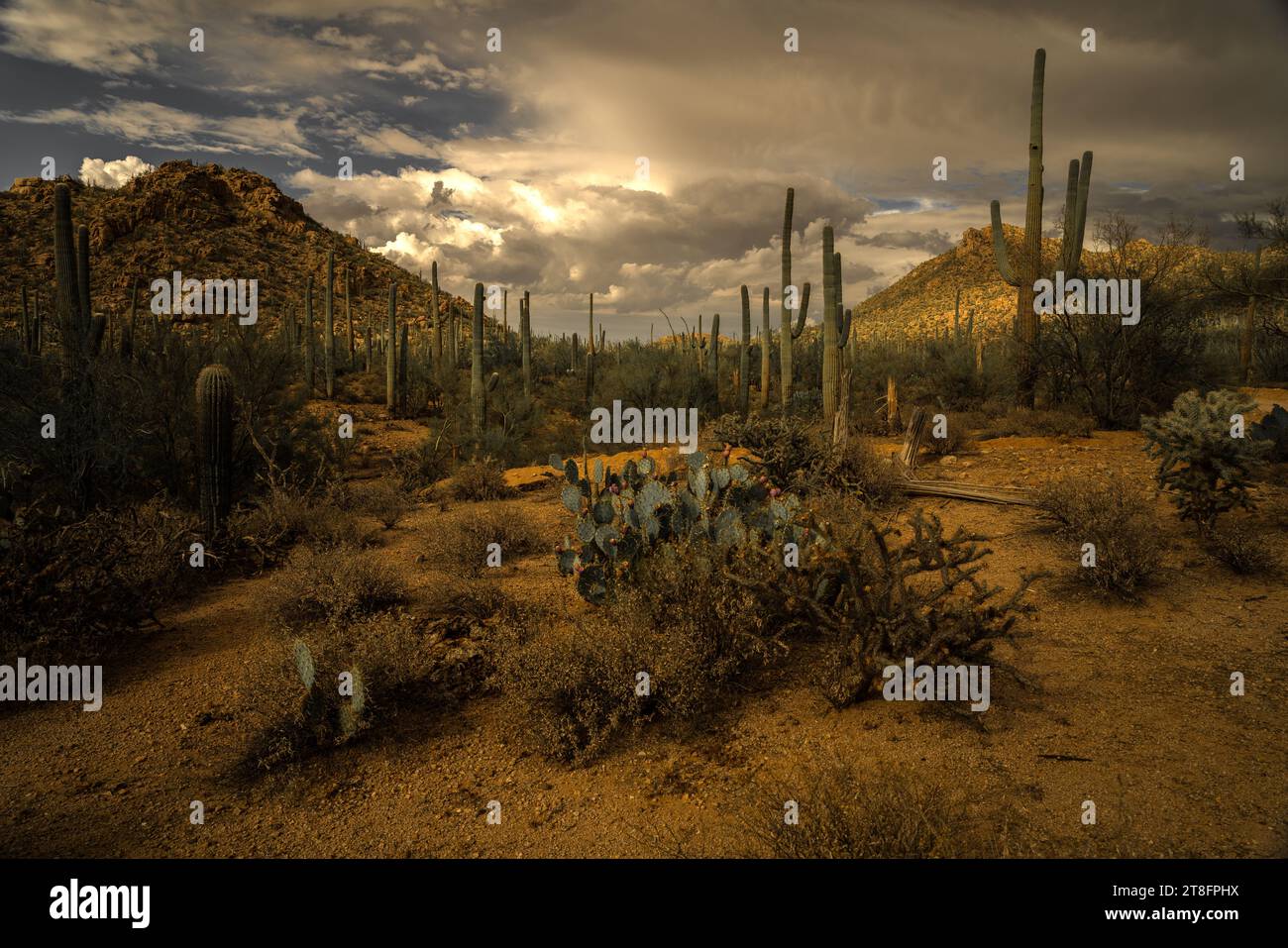 Wüstenszene mit Saguaro-Wald und Kakteen mit Frucht und dramatischen Monsunstürmen, die sich jenseits der nahe gelegenen Bergkette zusammenbrauen. Stockfoto